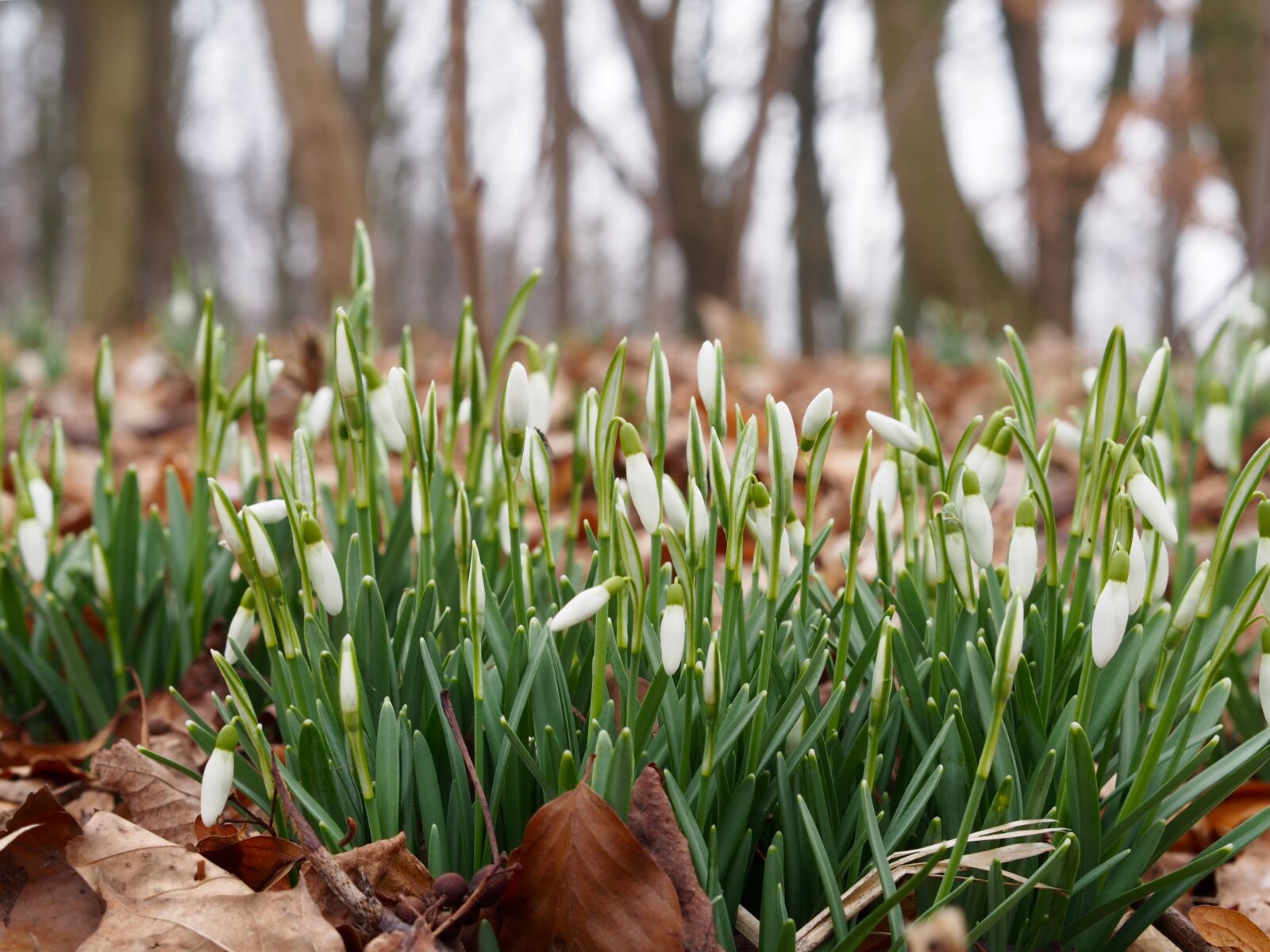 Olympus PEN E-PL5 sample photo. Flowers, park, plant, snowdrop photography
