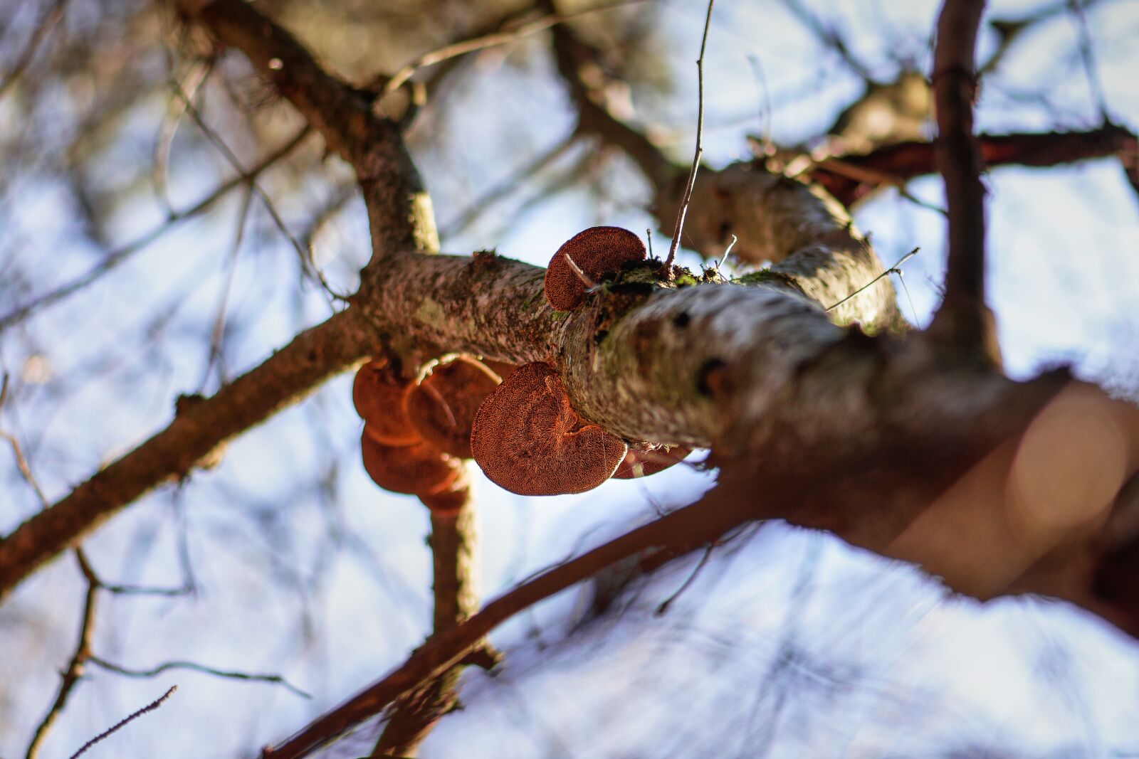 Nikon D7200 sample photo. Tree fungus, floor sponge photography