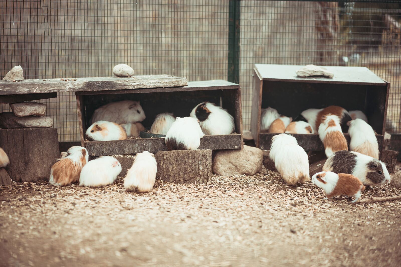 Sony Sonnar T* FE 55mm F1.8 ZA sample photo. Guinea pig, animal, rodent photography