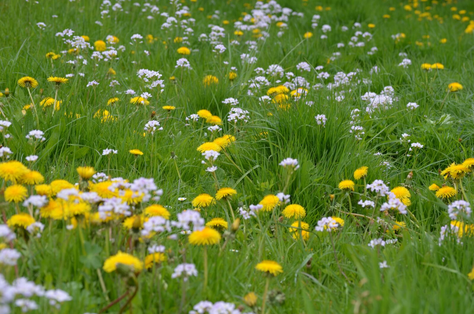 Nikon D5100 sample photo. Meadow, spring, yellow photography
