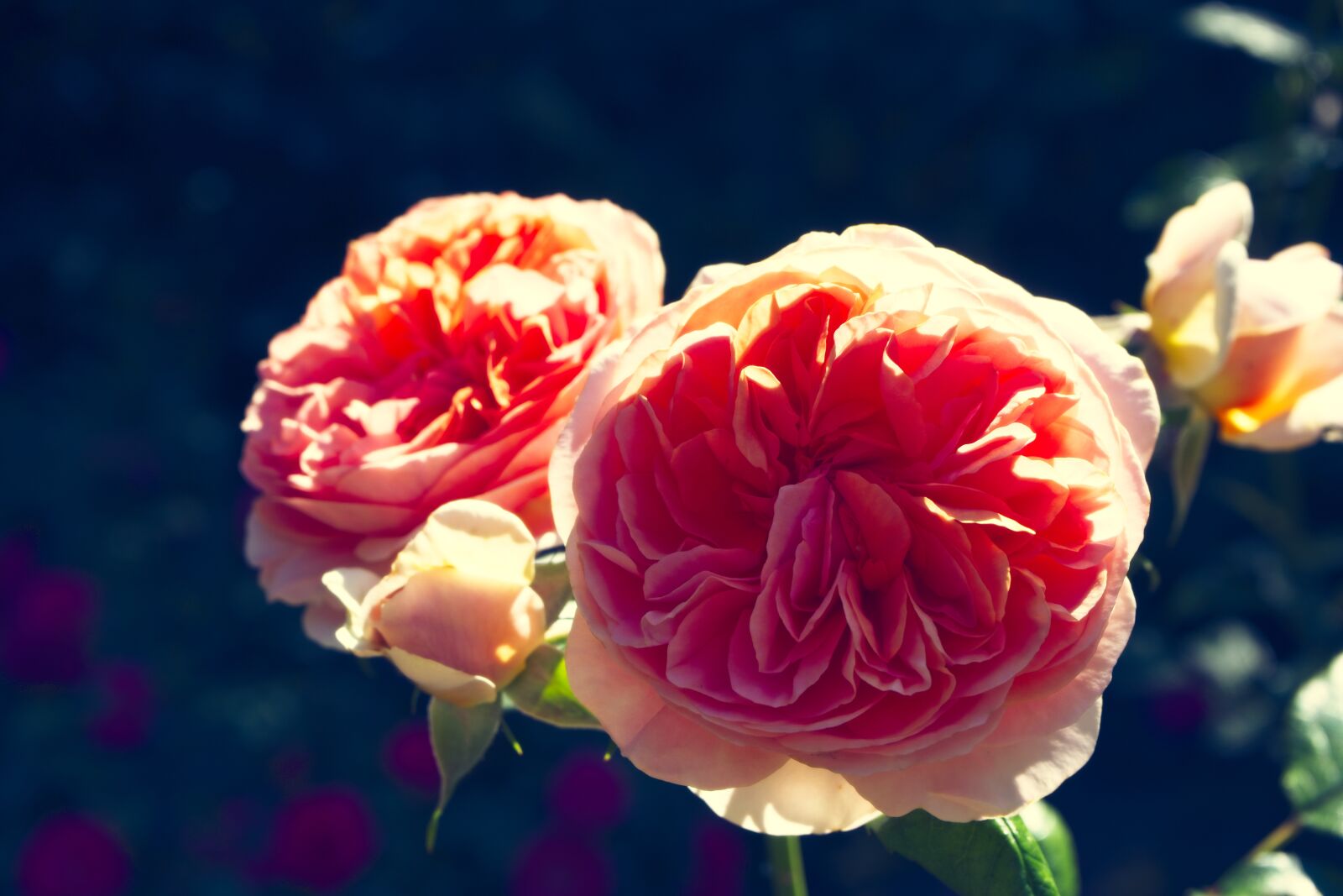 Sony a7 sample photo. Flower, petal, rose photography