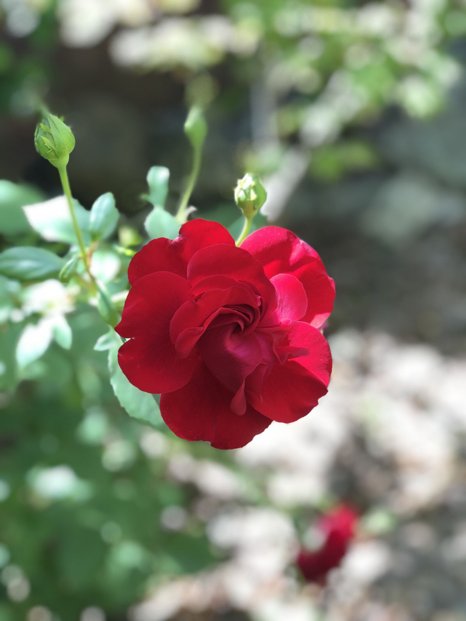 Apple iPhone X sample photo. Rose, redrose, flower photography