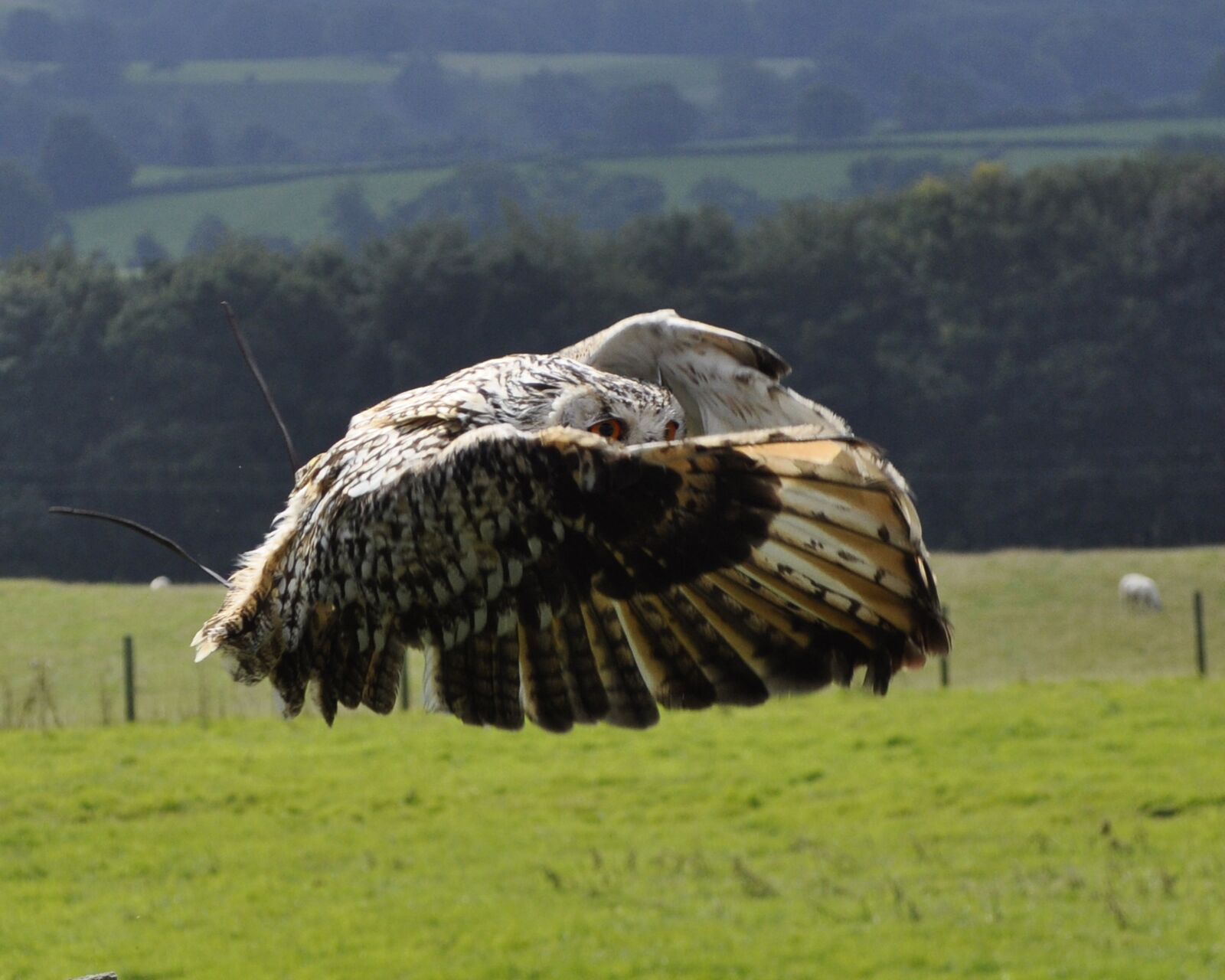 Nikon D5000 sample photo. Owl, flight, bengal photography