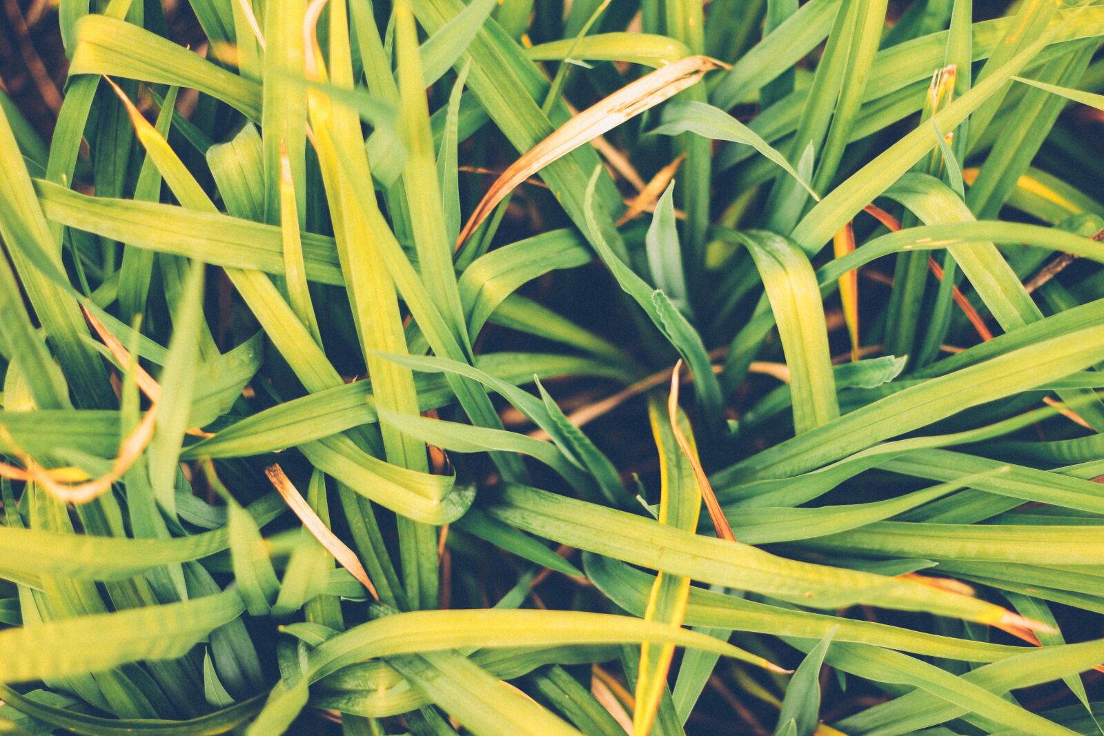 Canon EOS 60D + Canon EF 50mm F1.8 II sample photo. Beautiful, green, greenery, natural photography