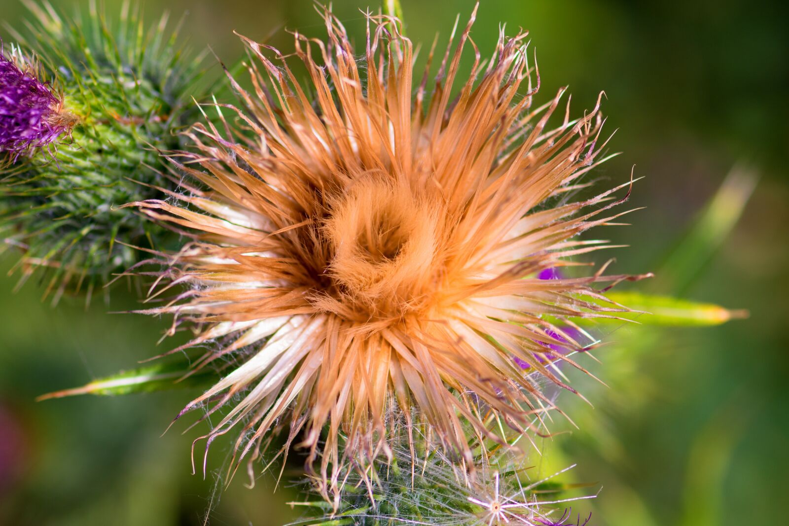 Nikon D7200 sample photo. Thistle, wild plant, prickly photography