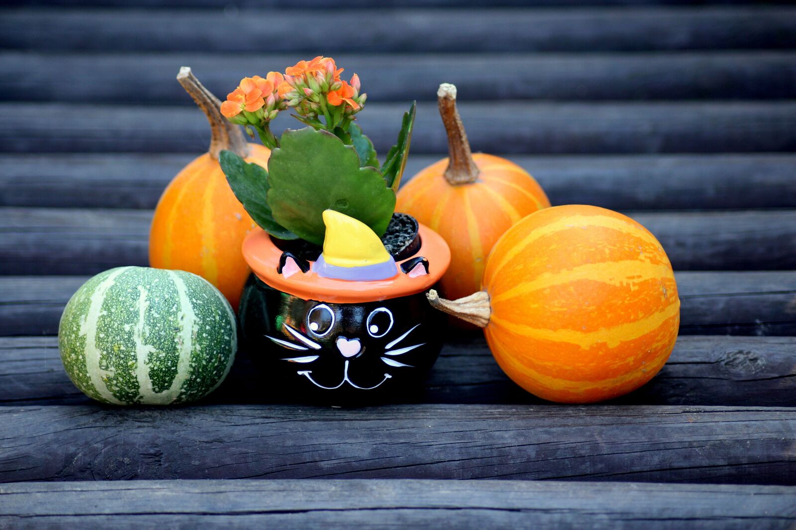 Canon EOS 1200D (EOS Rebel T5 / EOS Kiss X70 / EOS Hi) sample photo. Pumpkins, decoration, autumn photography