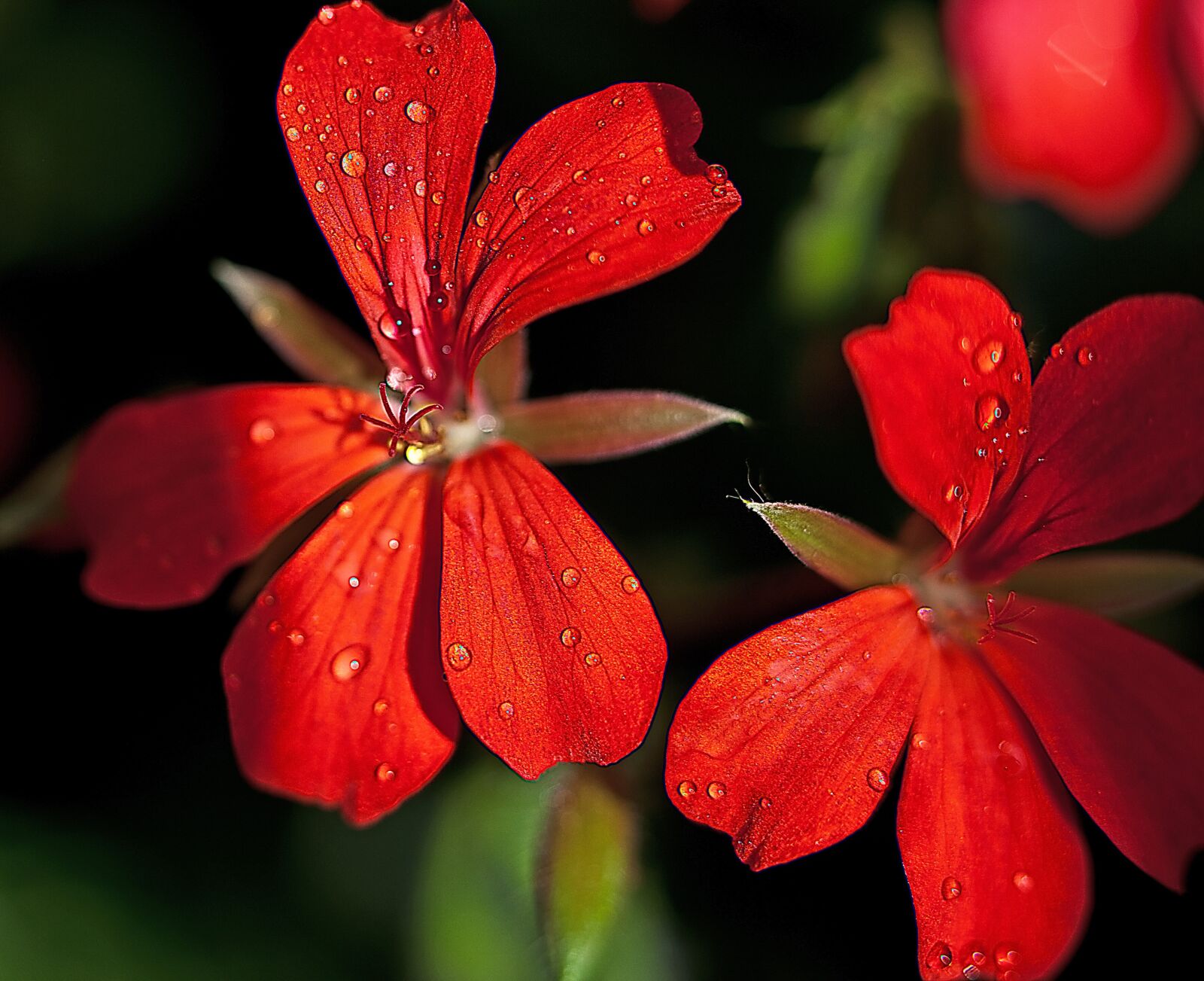 Canon EOS 5D Mark II sample photo. Flower, geranium, stamens photography