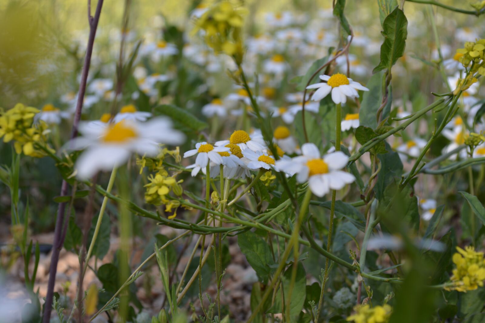 Nikon D5200 sample photo. Flower, spring, nature photography