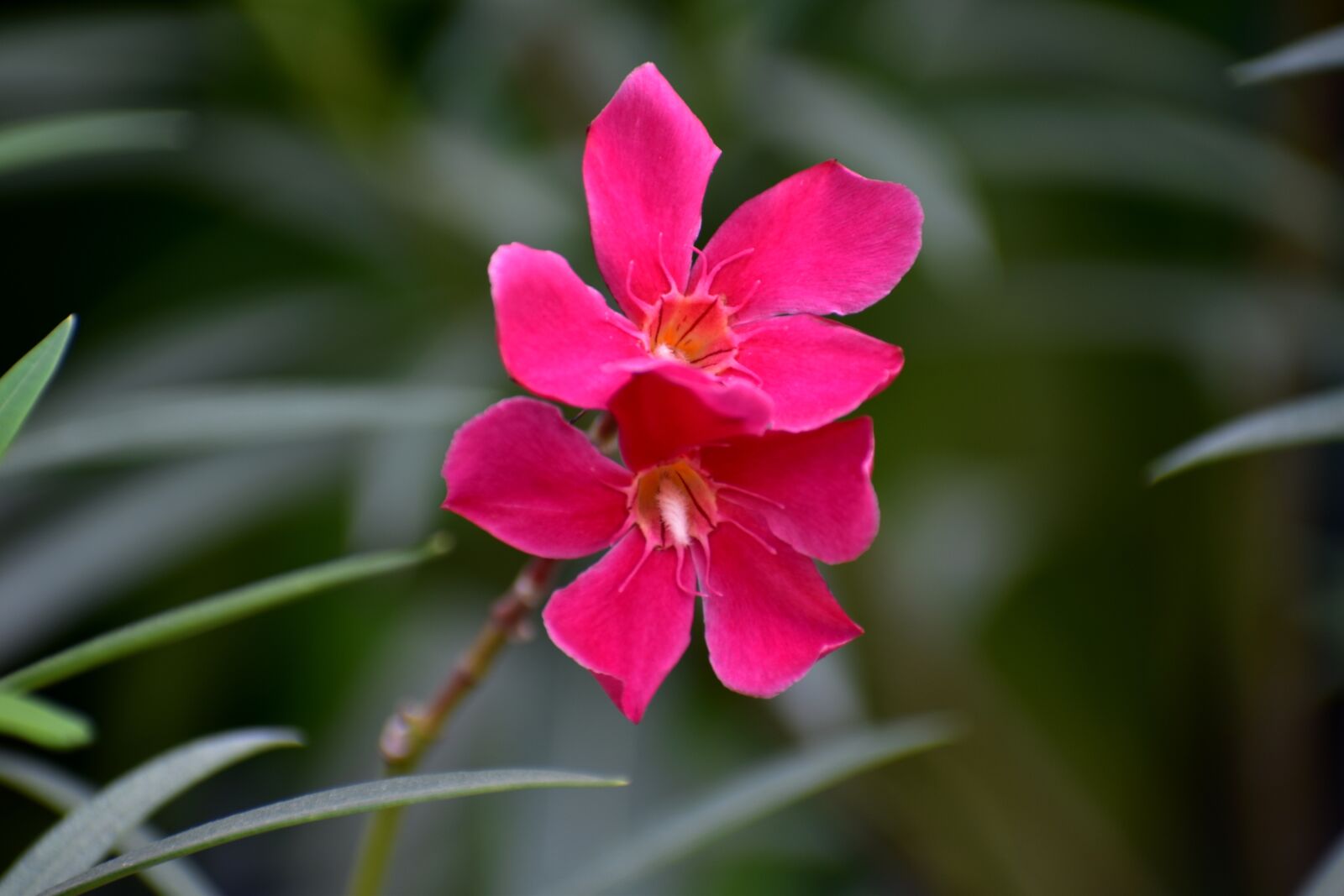 Nikon D5600 sample photo. Desert rose, sabi star photography
