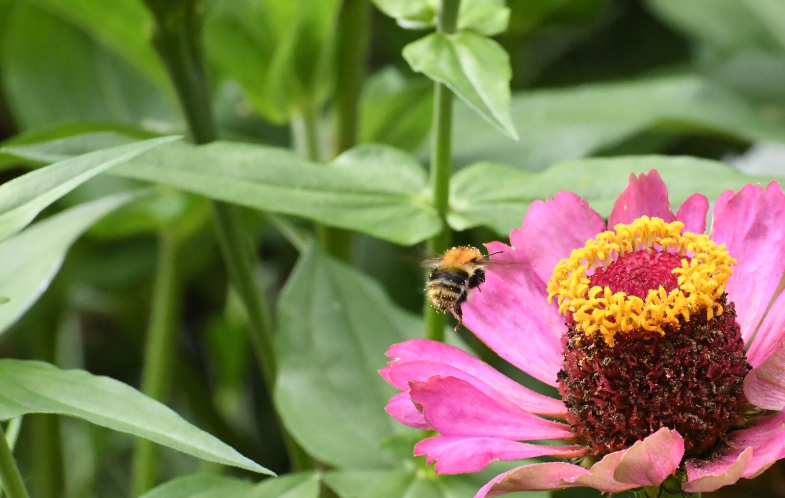 Nikon D500 sample photo. Insect, the bees, nature photography