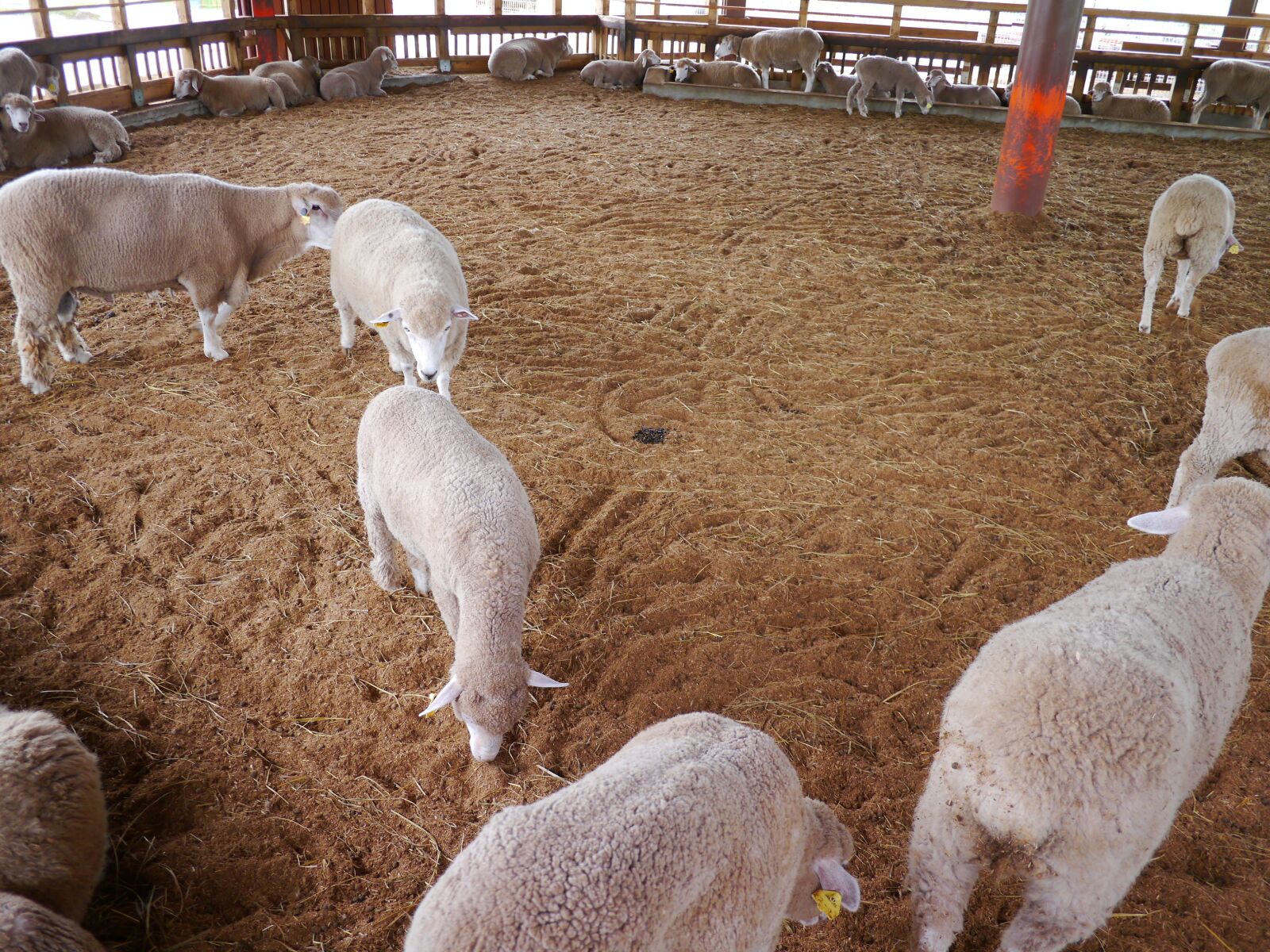 Panasonic Lumix DMC-GX1 sample photo. Yang, animal, farm photography