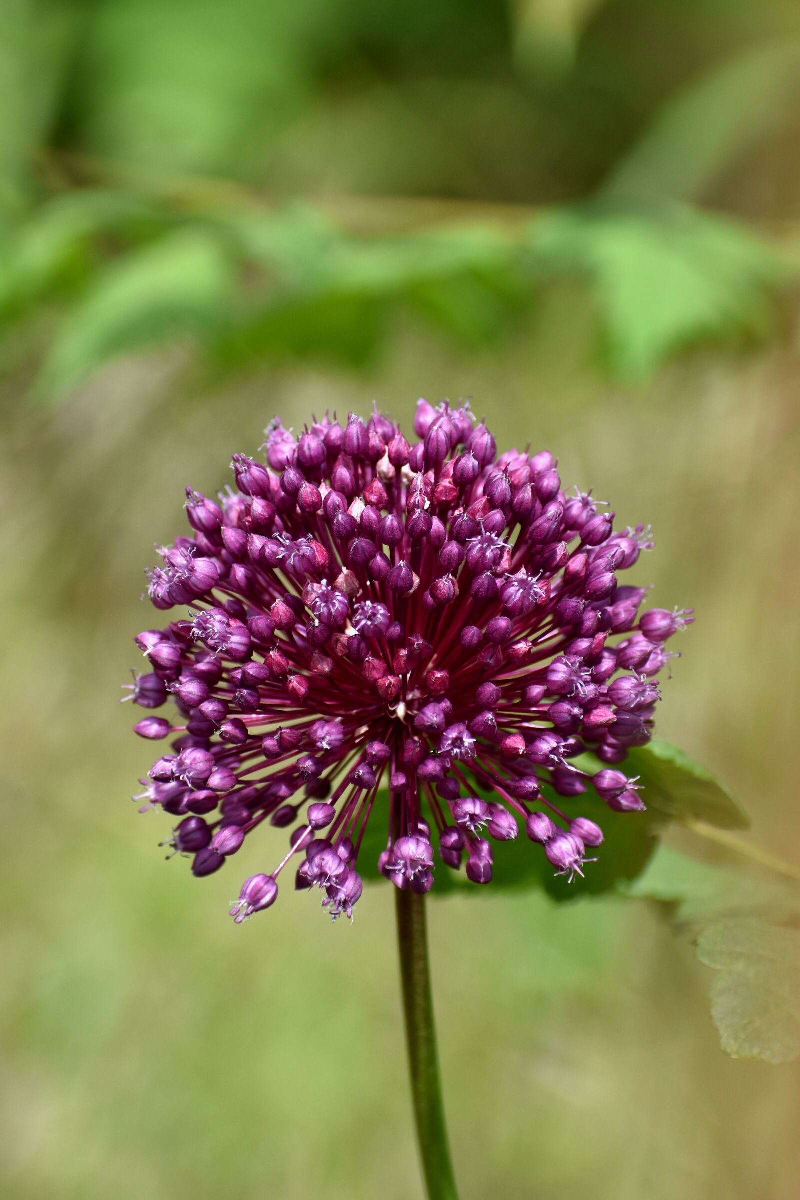 Nikon D3500 sample photo. Onion, ornamental, allium photography