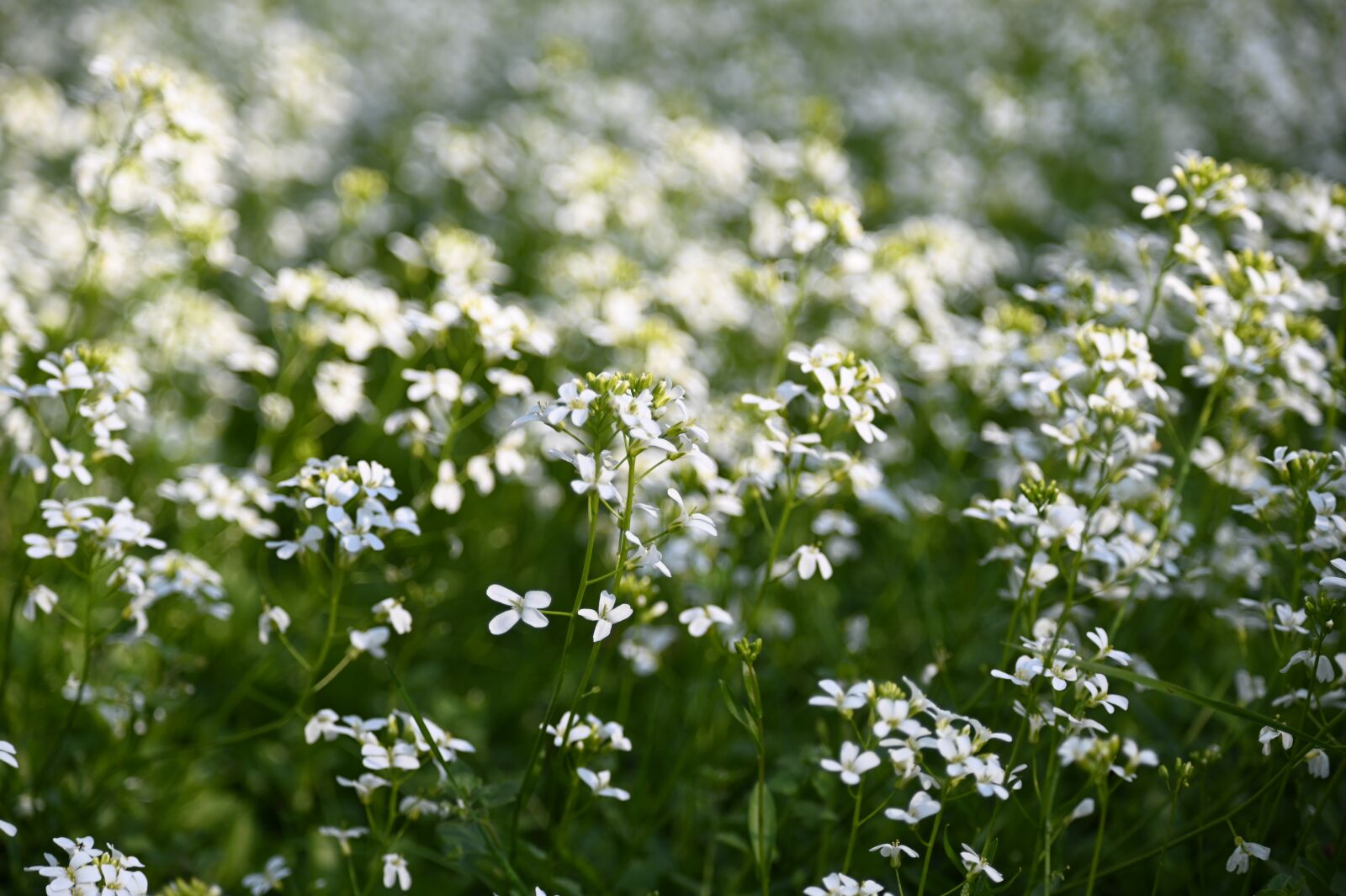 Nikon Z6 sample photo. Scattered flowers, flowers, flower photography