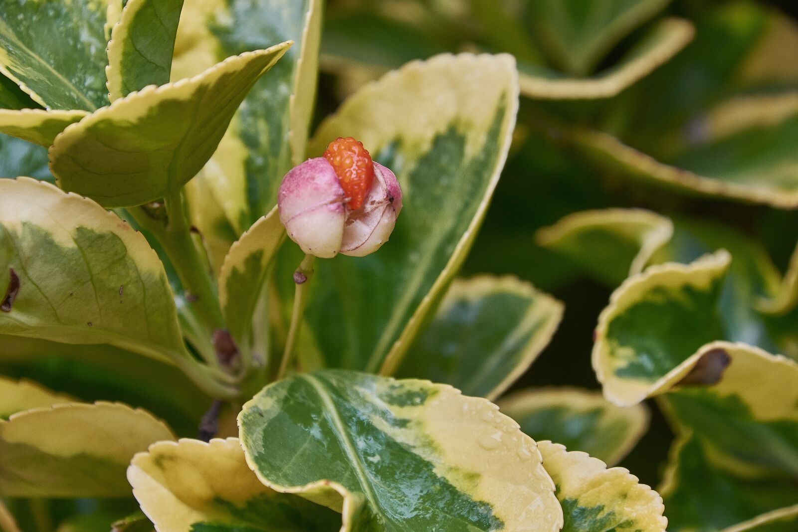Nikon D7200 sample photo. Flower, leaves, plant photography