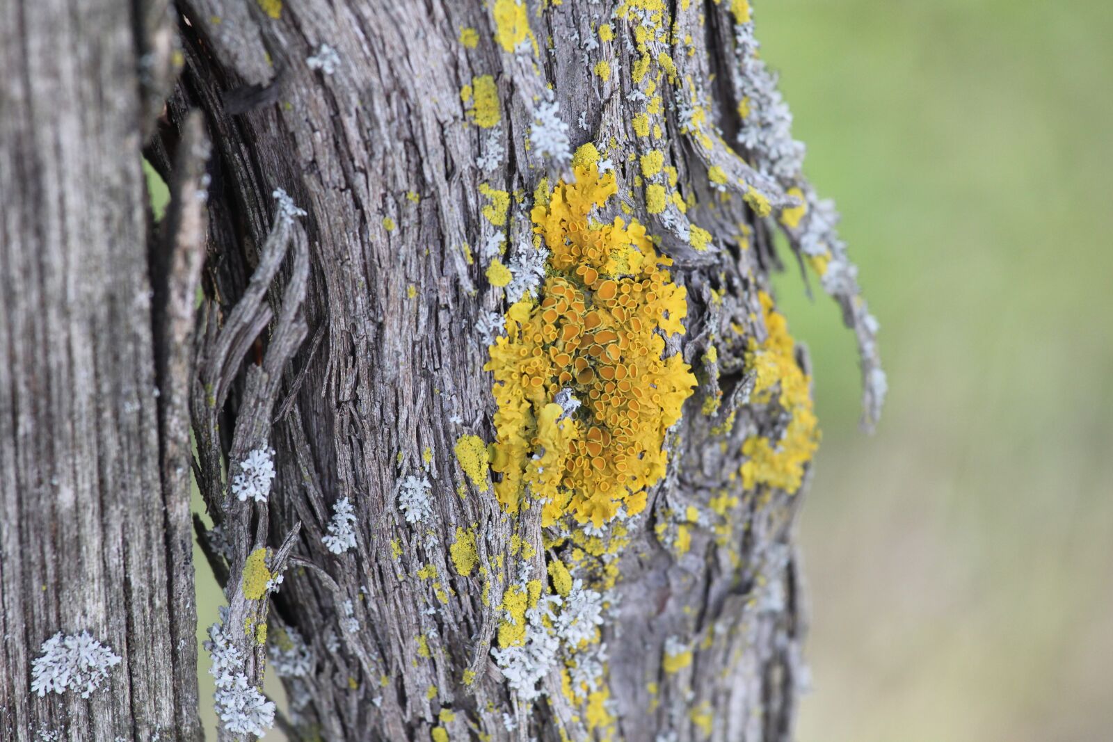 Canon EOS 550D (EOS Rebel T2i / EOS Kiss X4) sample photo. Robinia wood, old vineyard photography