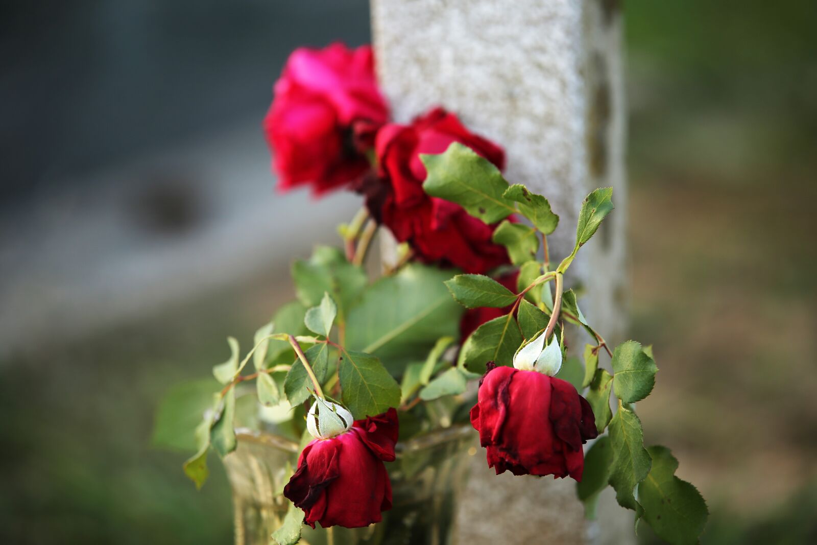 Tamron 70-210mm F4 Di VC USD sample photo. Withered red roses, grave photography