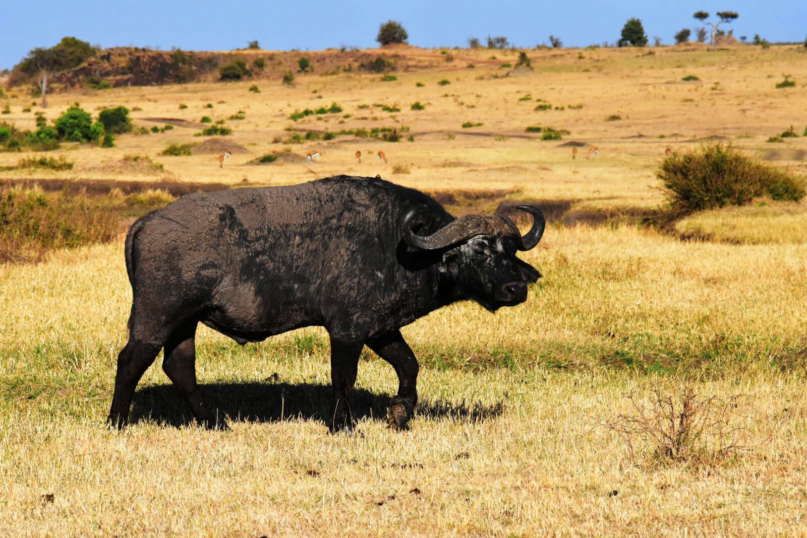 Nikon D5500 sample photo. Wildbull, wildlife, africa photography