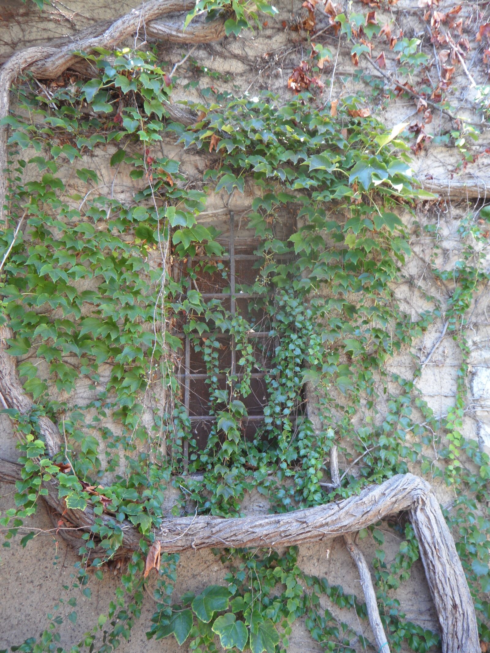 Samsung VLUU WB210, SAMSUNG WB210 sample photo. Wine, haunting, fairy tales photography