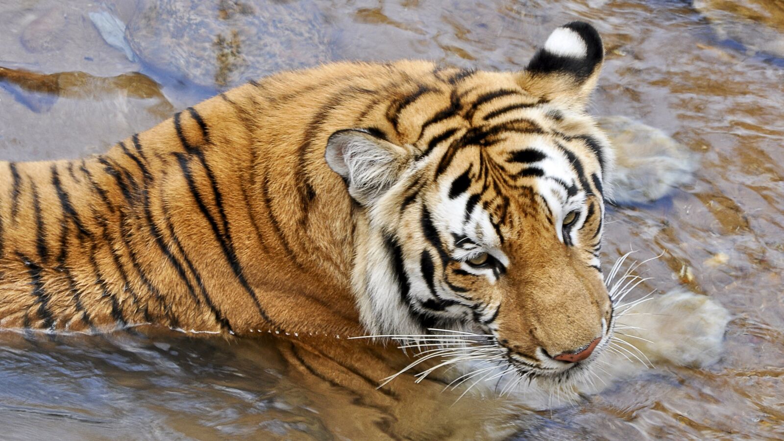 Nikon D5000 sample photo. Tigers, wildcats, animals photography