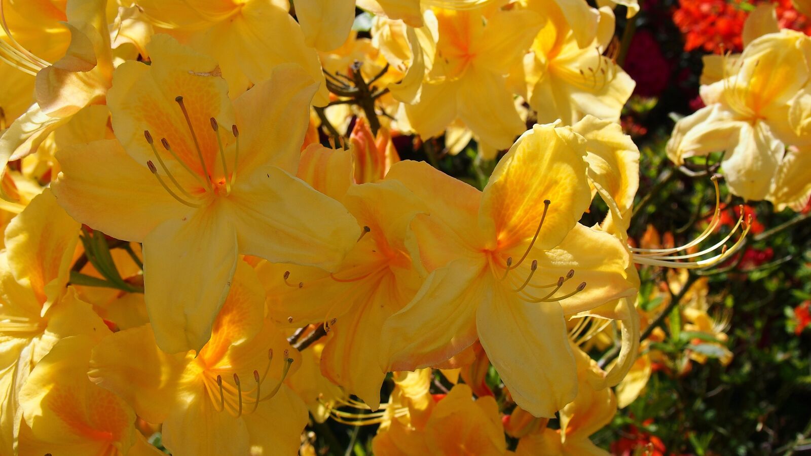 Olympus PEN E-PL6 sample photo. Azalea, flower, azaleas photography
