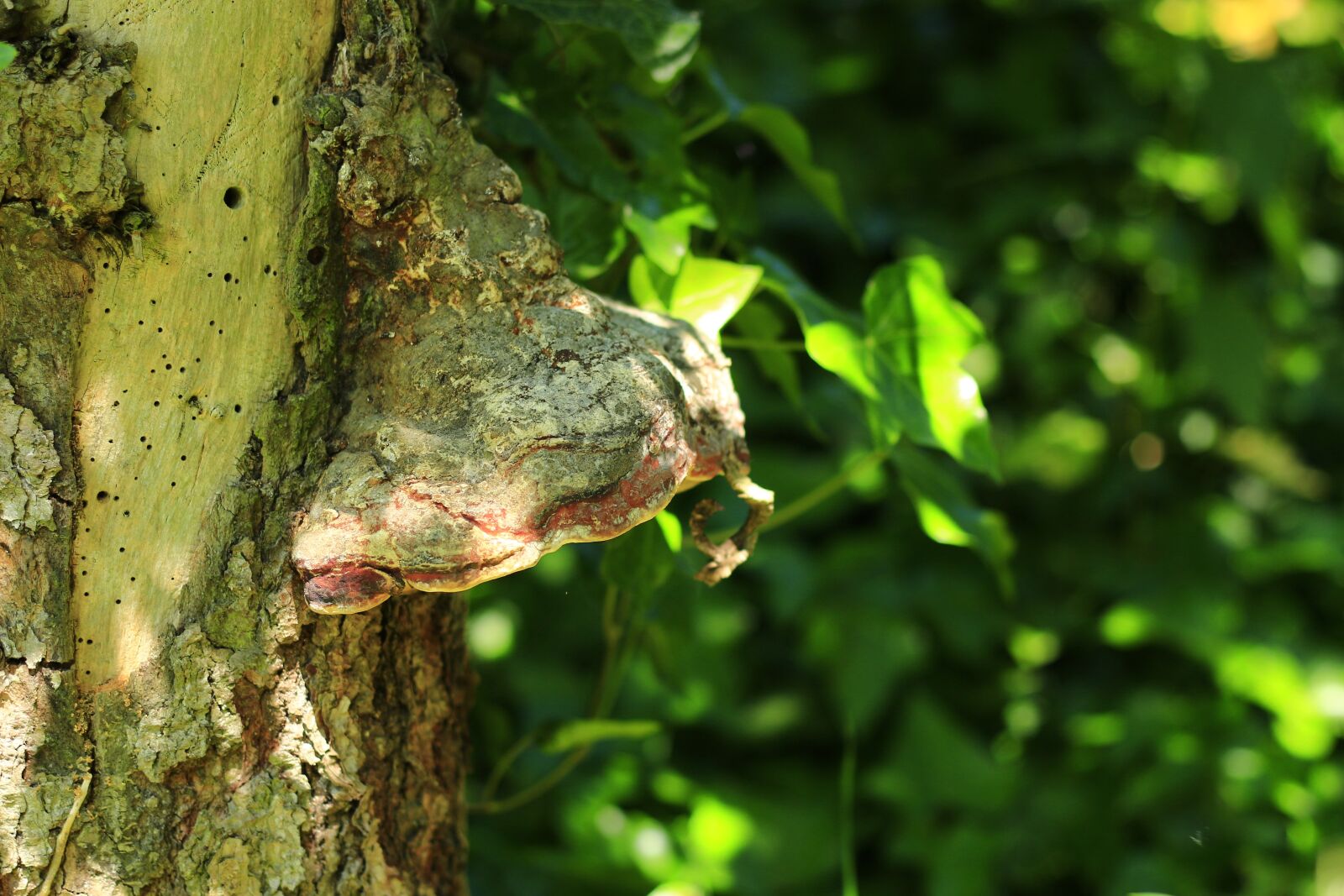 Canon EOS 700D (EOS Rebel T5i / EOS Kiss X7i) + Canon EF 50mm F1.8 II sample photo. Tree fungus, log, sunshine photography