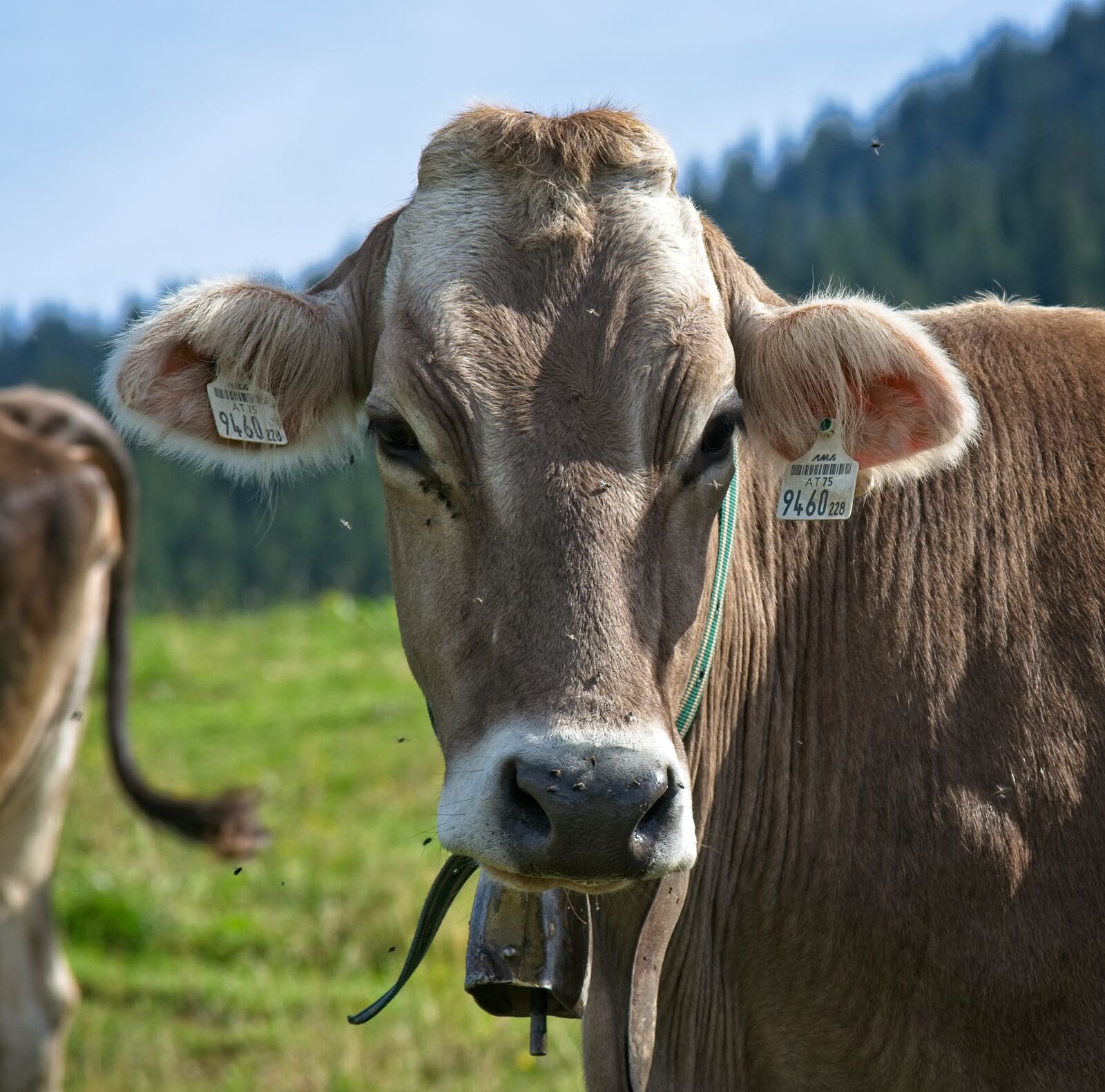 Nikon D7100 sample photo. Almkuh, cow, head photography