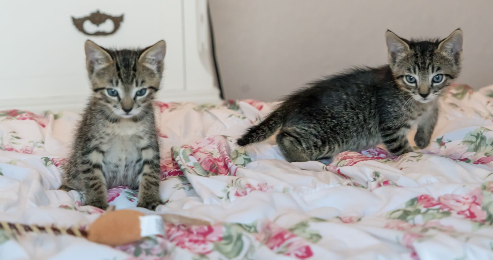 Sony a7R II + Sony FE 24-240mm F3.5-6.3 OSS sample photo. Kittens, cats, foster photography