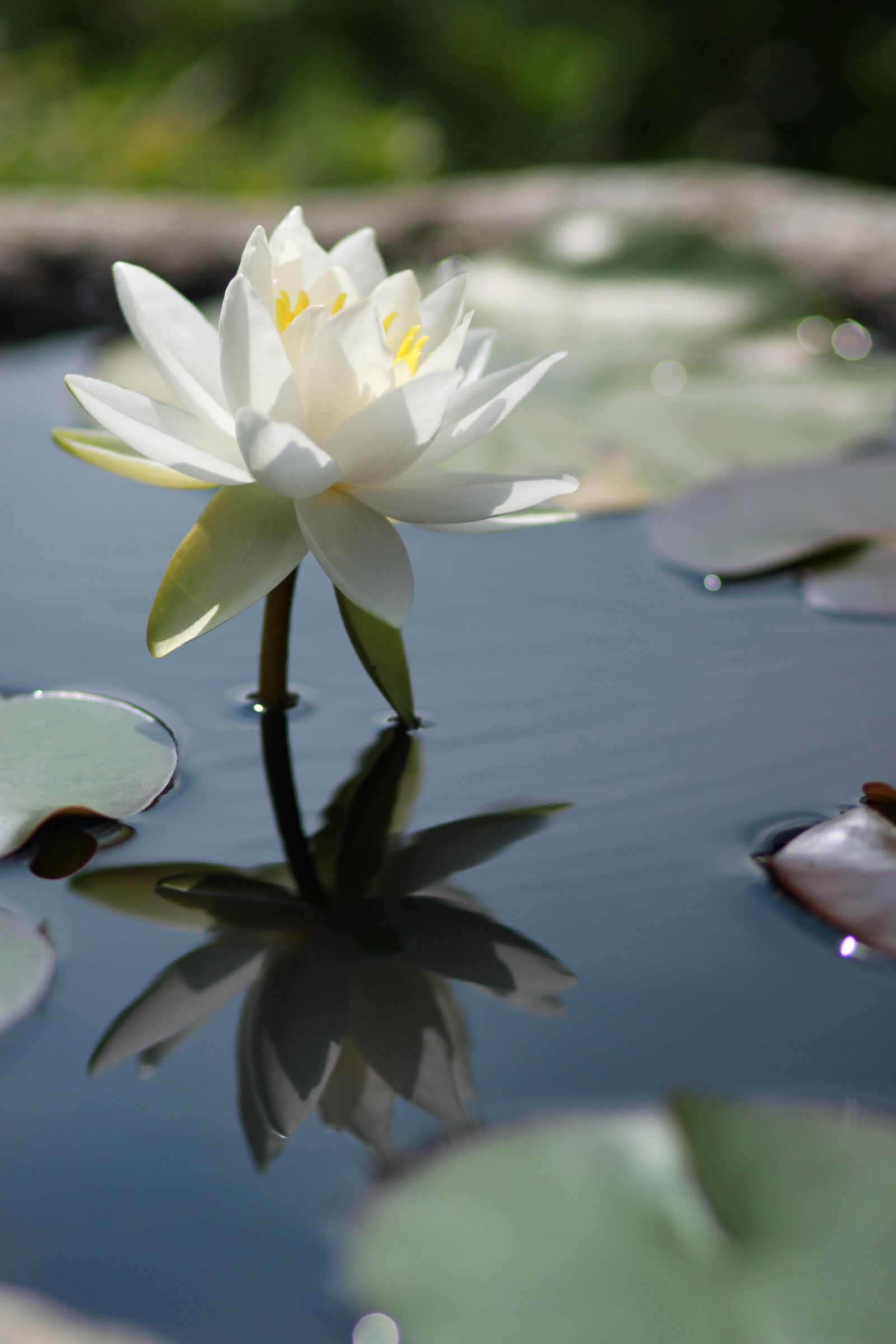 Canon EOS 500D (EOS Rebel T1i / EOS Kiss X3) sample photo. Kite, lotus, water lilies photography