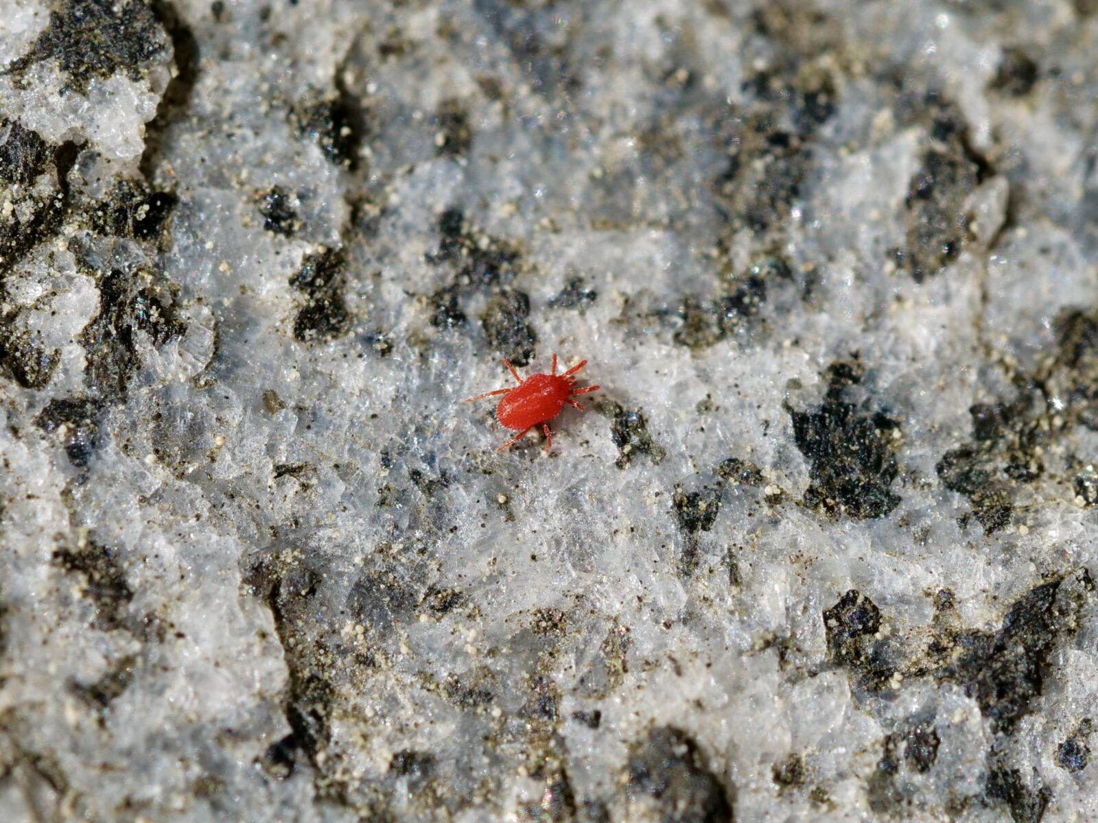 Panasonic Lumix DC-G9 sample photo. Insect, red, macro photography