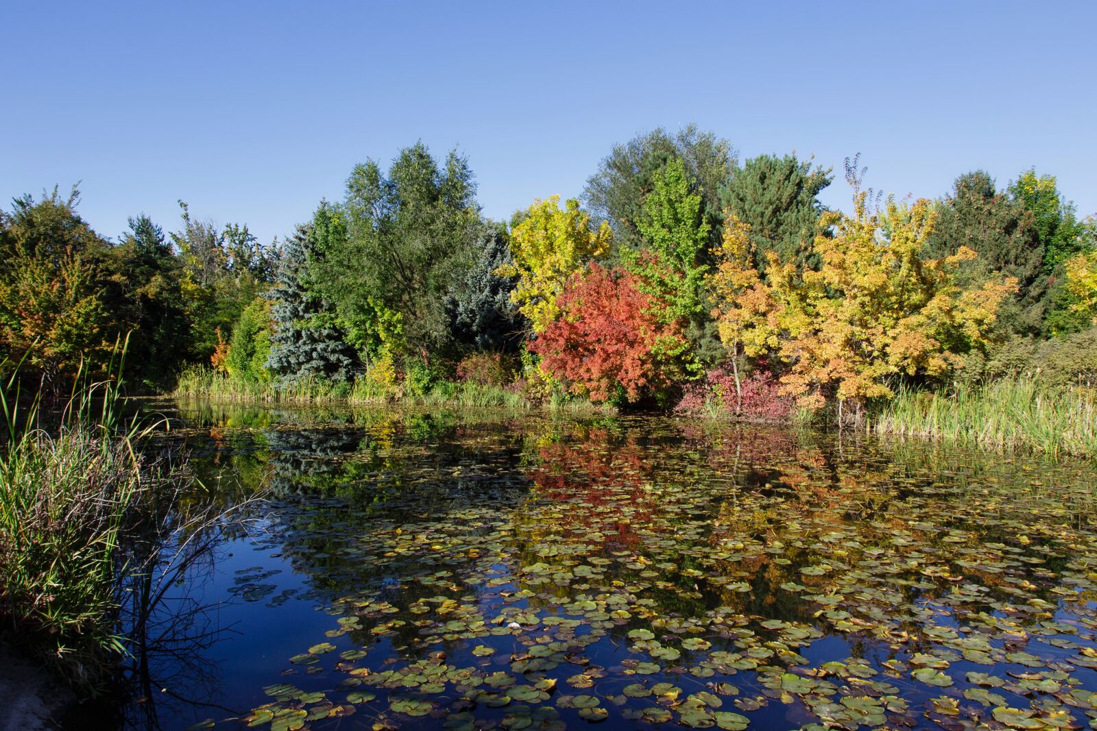 Canon EOS 6D + Canon EF 24-105mm F4L IS USM sample photo. Fall, autumn, pond photography
