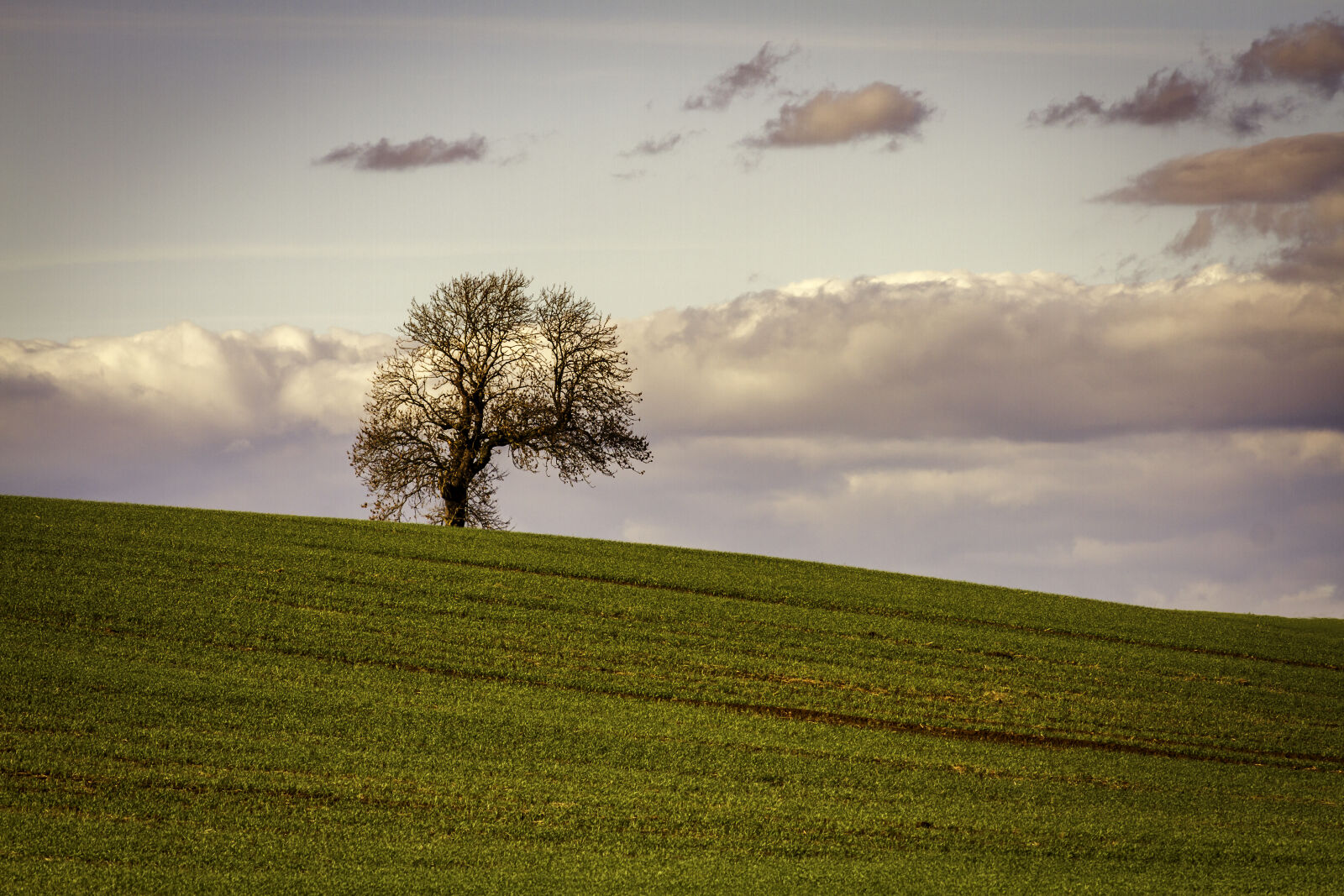 Canon EF 75-300mm f/4-5.6 sample photo. Field, green, lone, tree photography