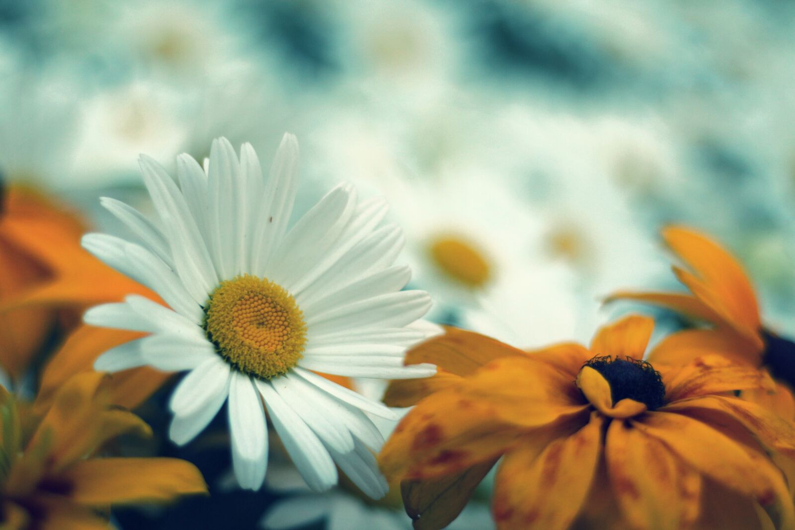 Canon EOS 650D (EOS Rebel T4i / EOS Kiss X6i) + Canon EF 50mm F1.8 II sample photo. Daisy, flower, nature photography