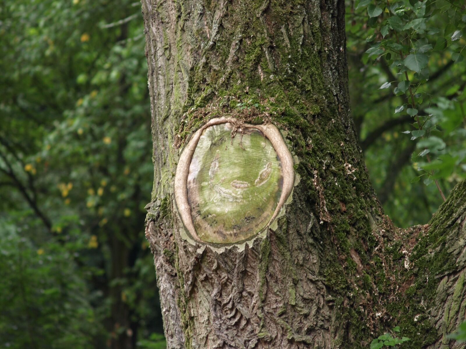 Olympus E-510 (EVOLT E-510) sample photo. Tree, nature, old tree photography