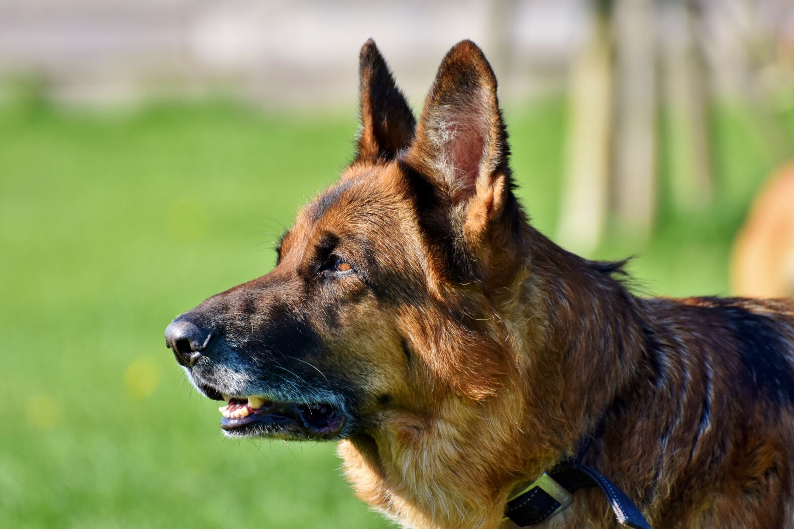 Nikon D7200 sample photo. Sch fer dog, german photography