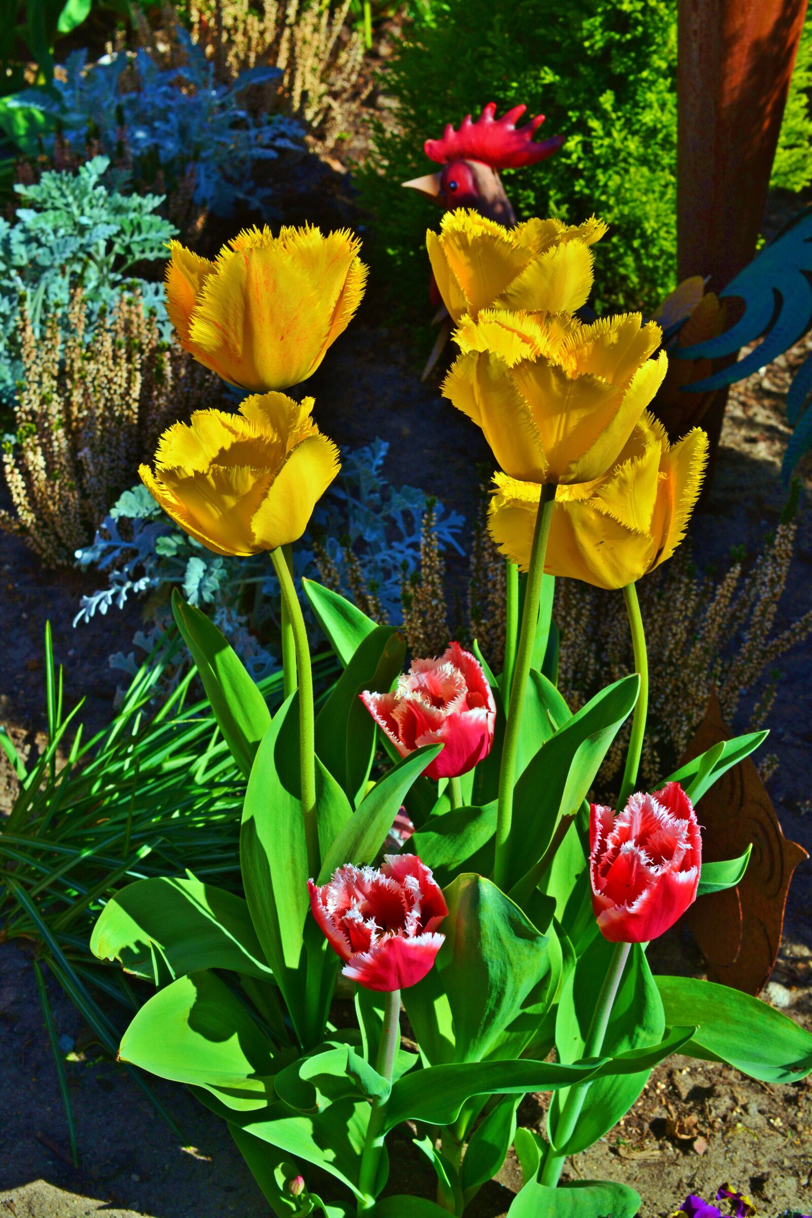 Nikon D5200 sample photo. Tulip, garden, colorful photography