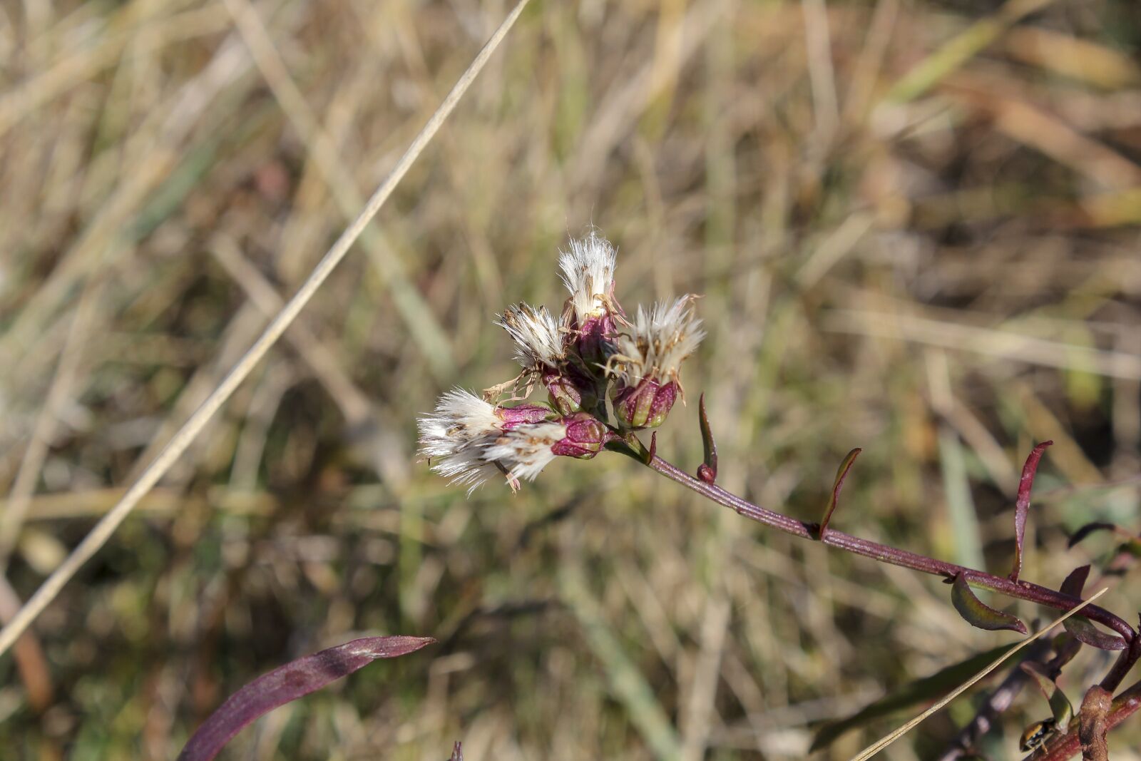 Canon EOS 600D (Rebel EOS T3i / EOS Kiss X5) sample photo. Autumn, flower, forest photography