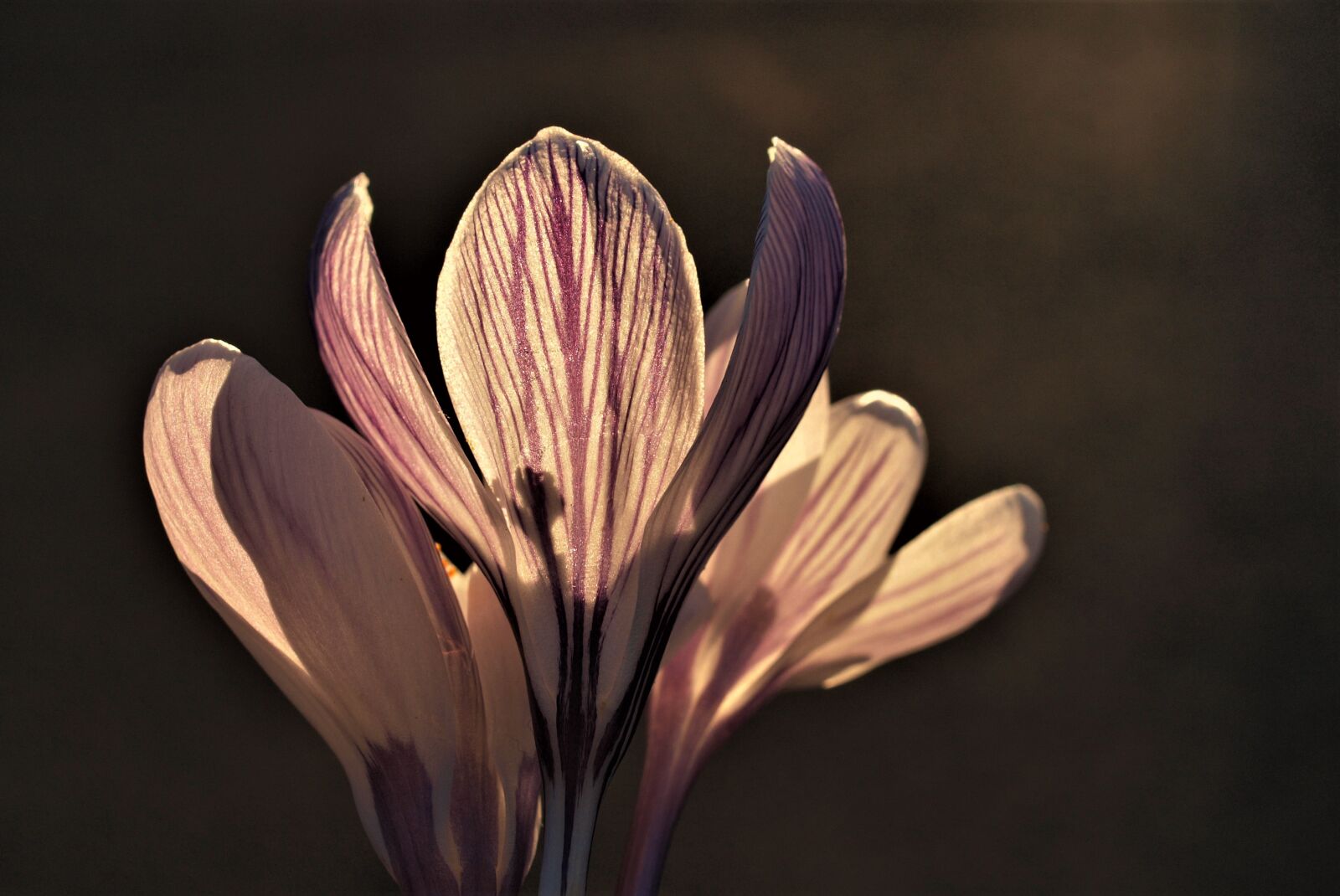 Olympus E-520 (EVOLT E-520) sample photo. Flower, nature, flora photography