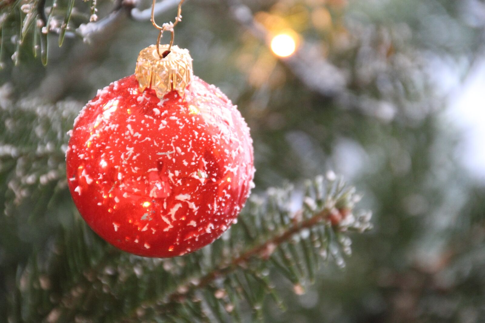 Canon EOS 7D sample photo. Christmas, christmas tree, fir photography
