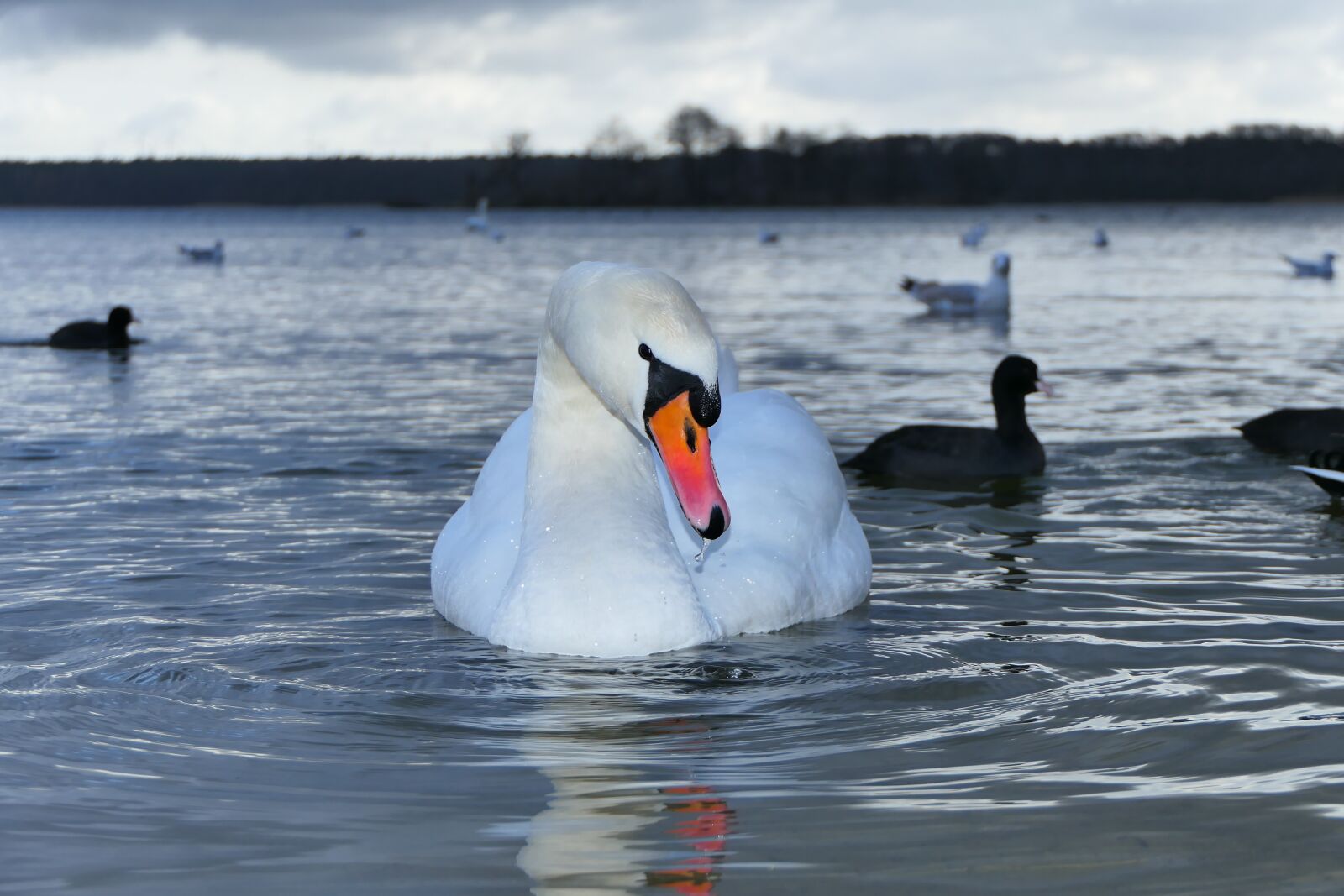 Panasonic Lumix DMC-FZ2500 (Lumix DMC-FZ2000) sample photo. Mute swan, tom, water photography