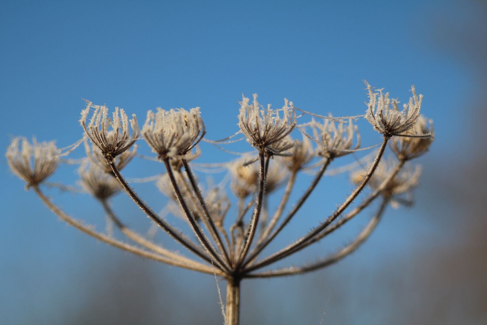 Canon EOS 750D (EOS Rebel T6i / EOS Kiss X8i) sample photo. Winter, frost, hoarfrost photography