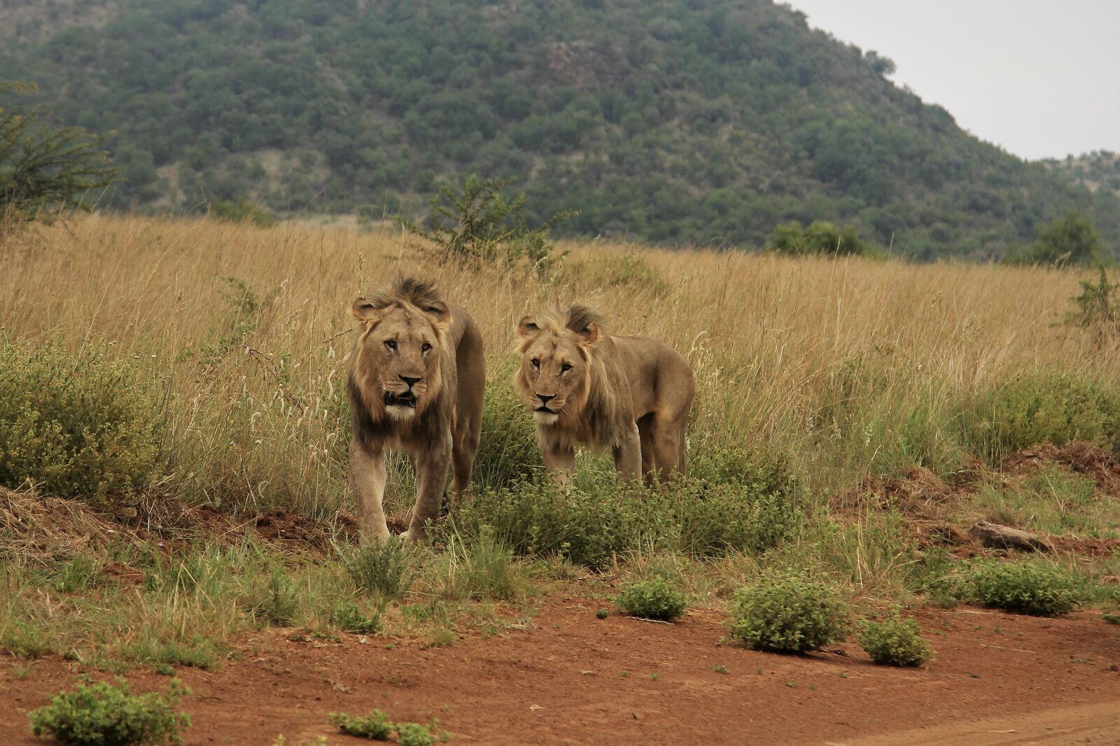 Canon EOS 60D + Canon EF 24-105mm F4L IS USM sample photo. Male lions, hunt, mane photography