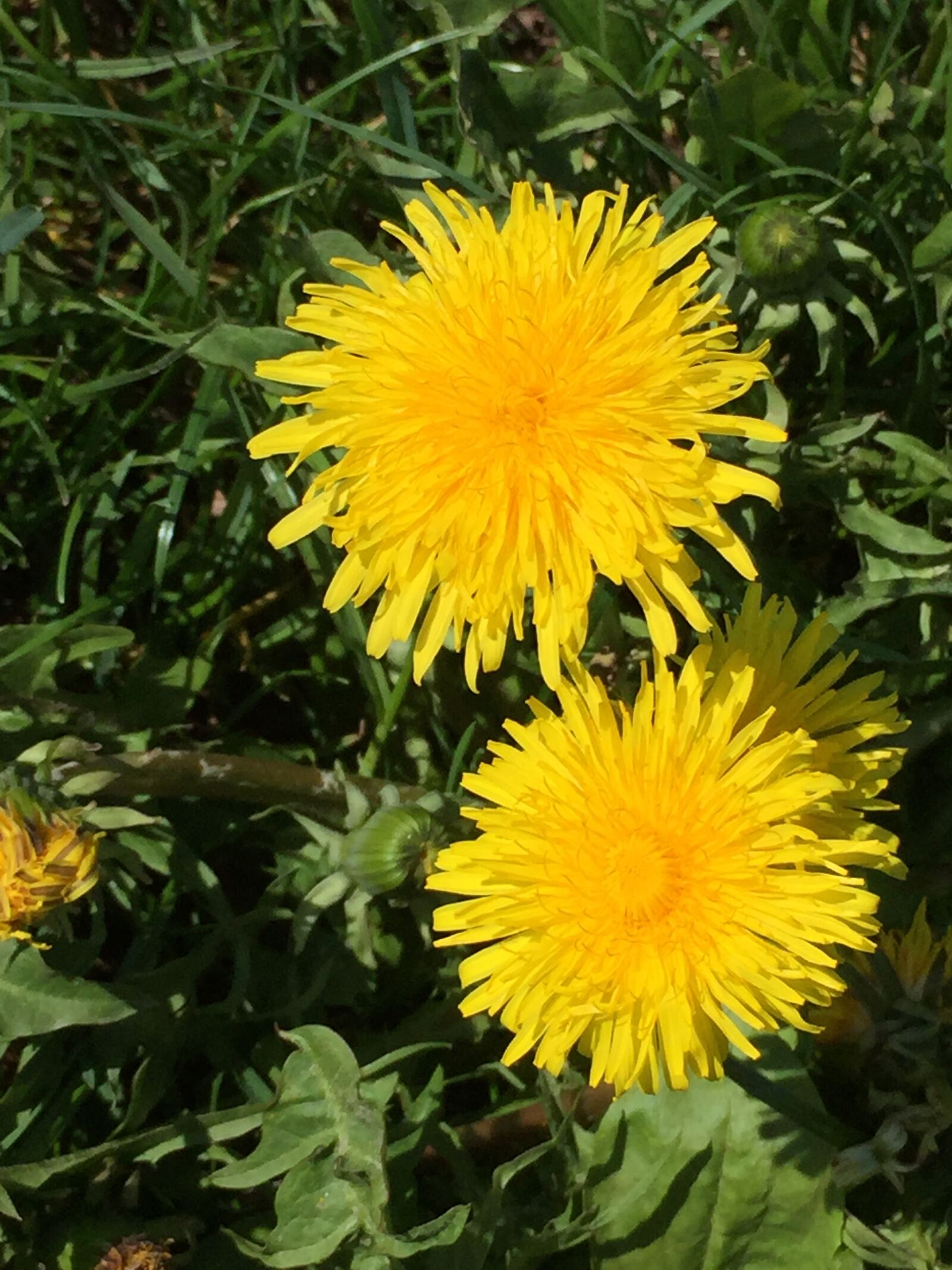 Apple iPhone 6 sample photo. Dandelion, bettseucher, nature photography
