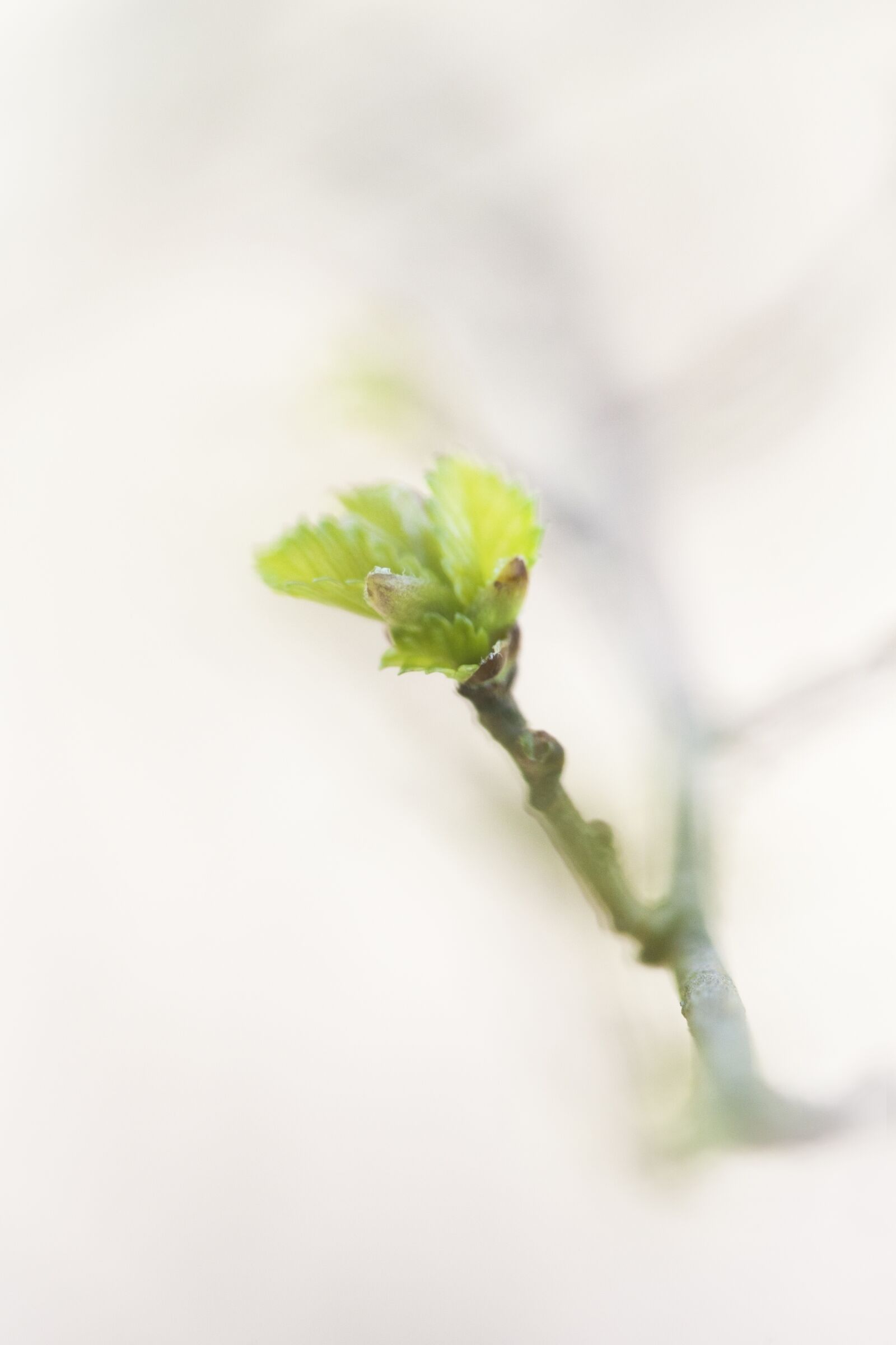 Canon EOS 5D Mark II + Canon EF 100mm F2.8 Macro USM sample photo. Spring, white, green photography