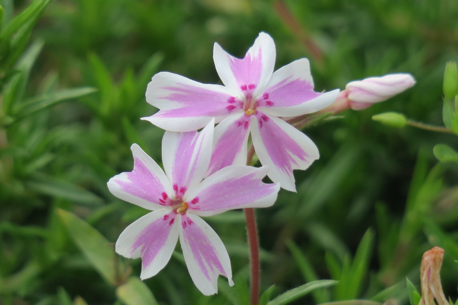 Canon PowerShot G3 X sample photo. Flower, xie, hua xie photography
