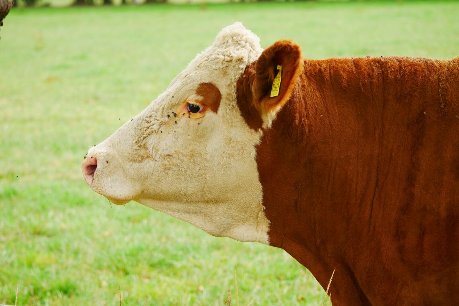 Panasonic Lumix DC-GX850 (Lumix DC-GX800 / Lumix DC-GF9) sample photo. Cow, animal, livestock photography