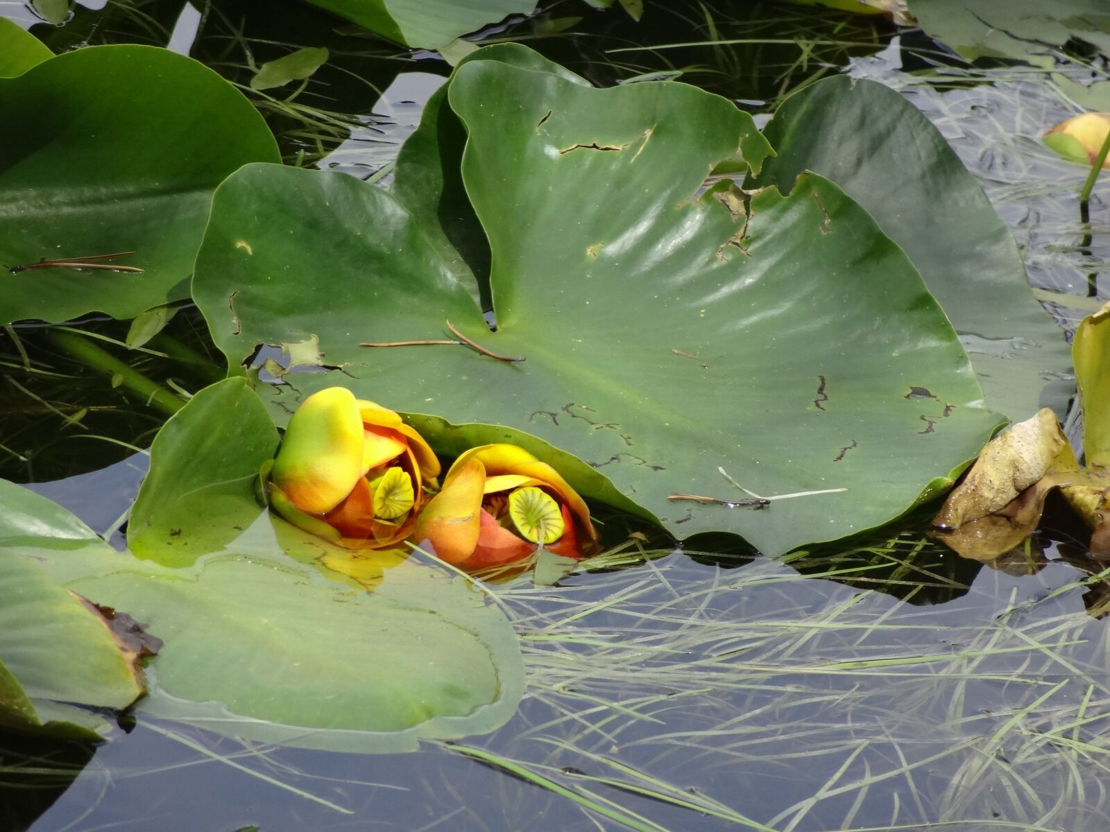 Sony Cyber-shot DSC-HX10V sample photo. Lily pad, lake, water photography