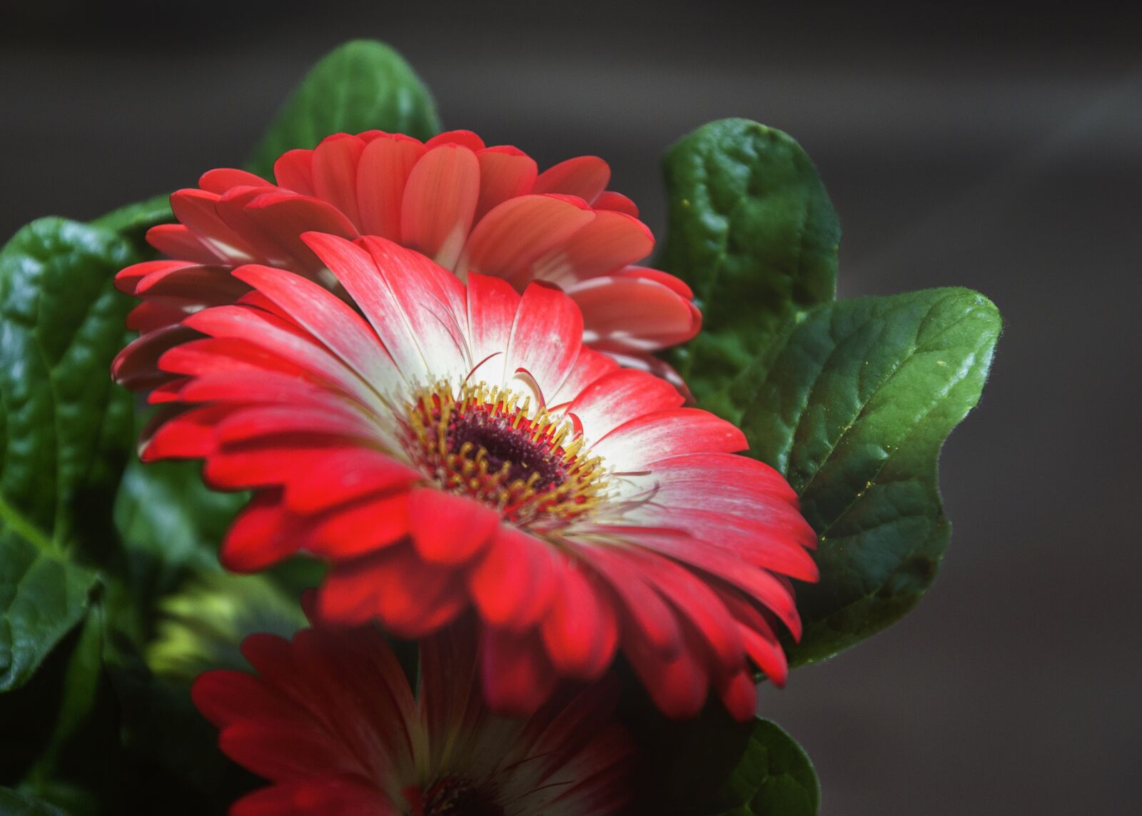 Canon EOS 50D sample photo. Gerbera, close up, yellow photography