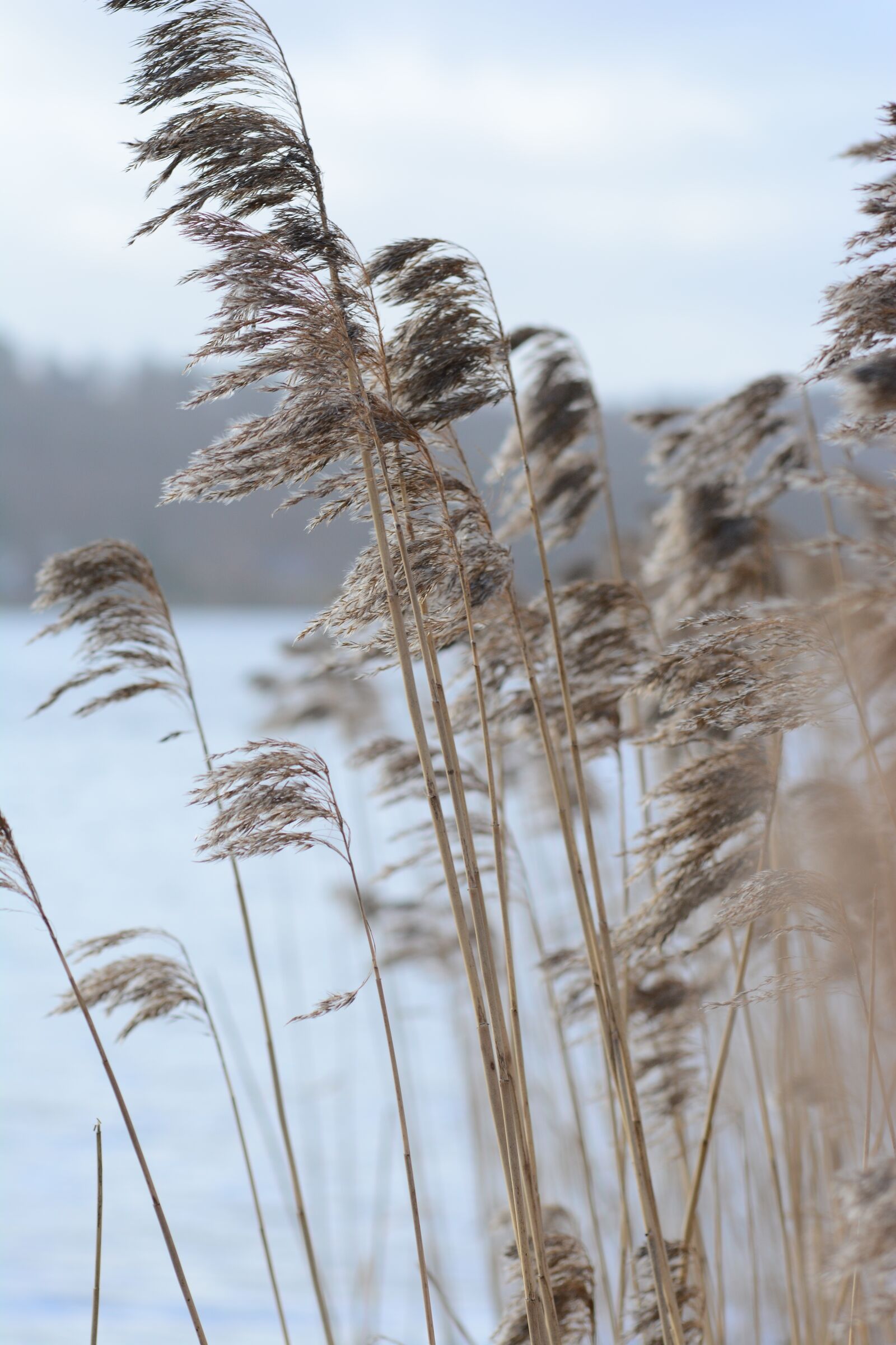 Nikon D7100 sample photo. Autumnalis, background, baltic photography