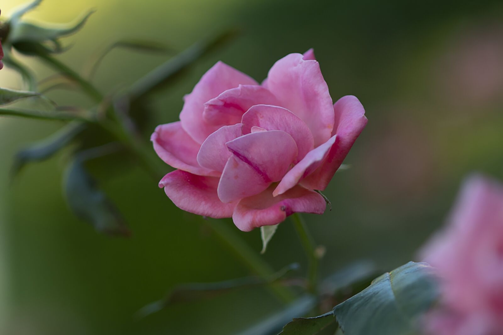 Nikon D7500 sample photo. Rose, pink rose, flower photography