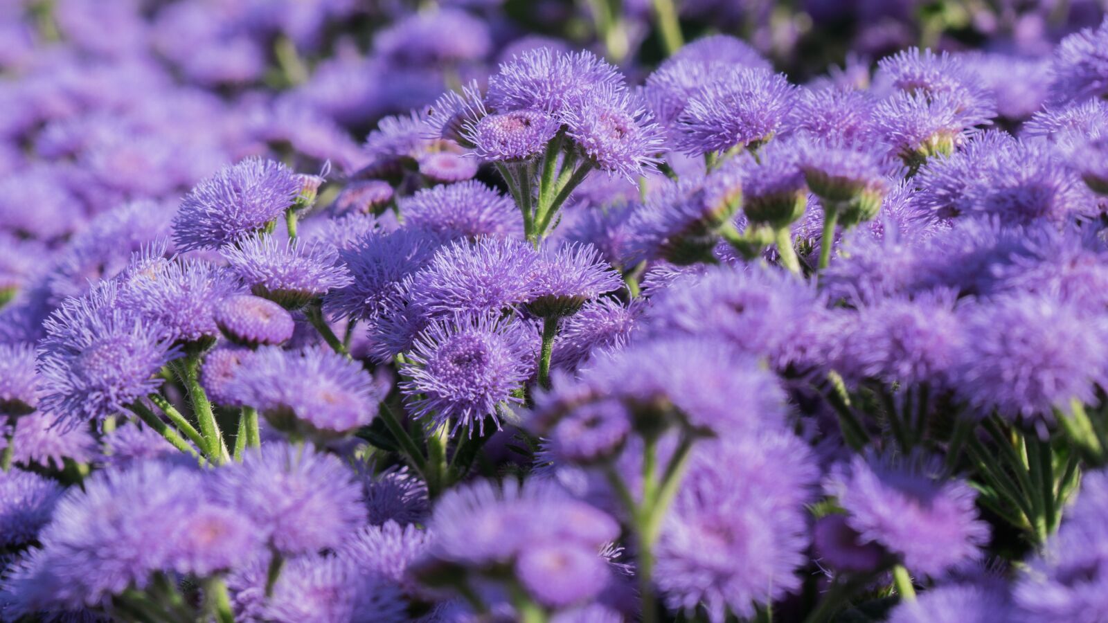 Panasonic DMC-G81 sample photo. Flowers, garden, purple photography